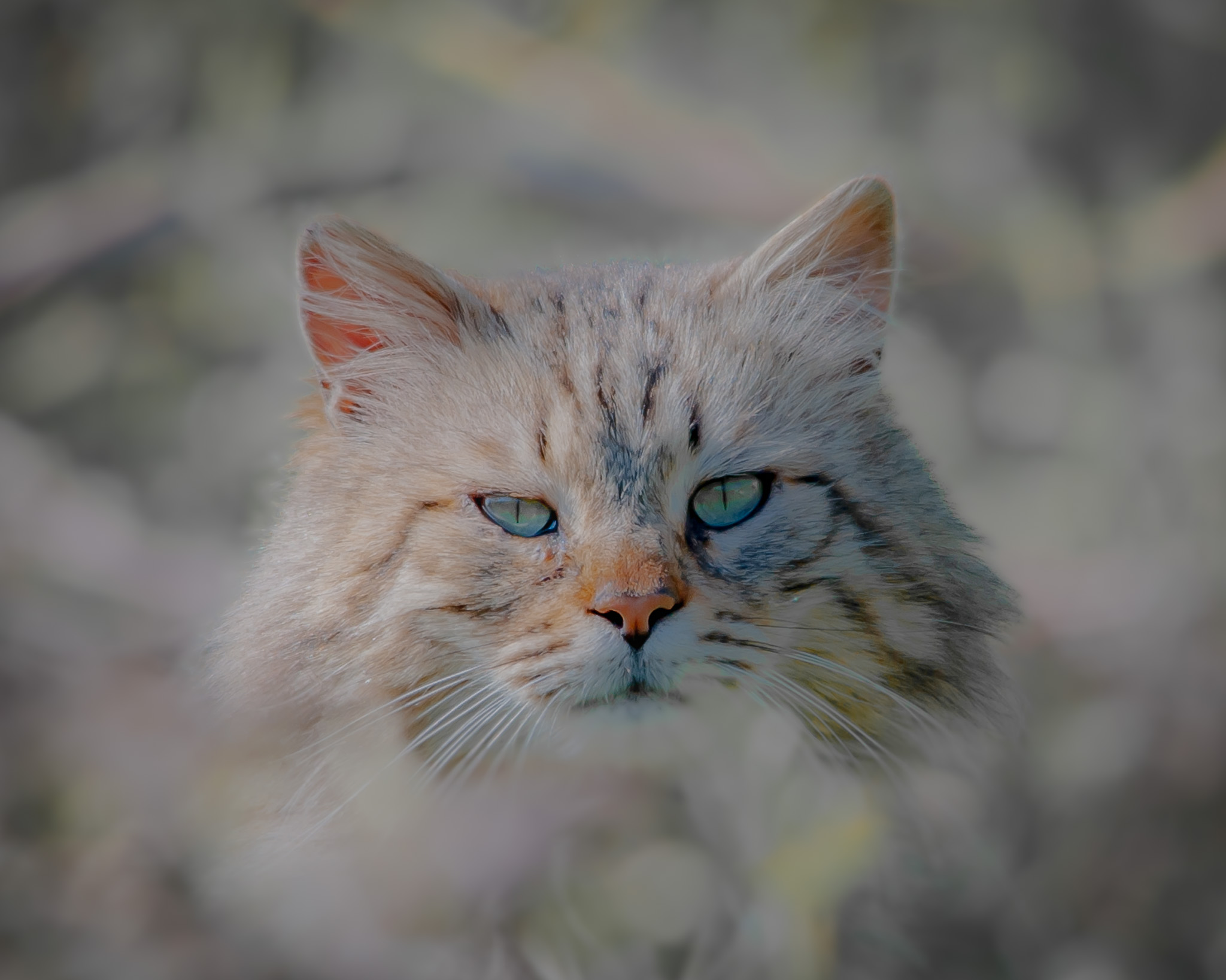 Portrait...