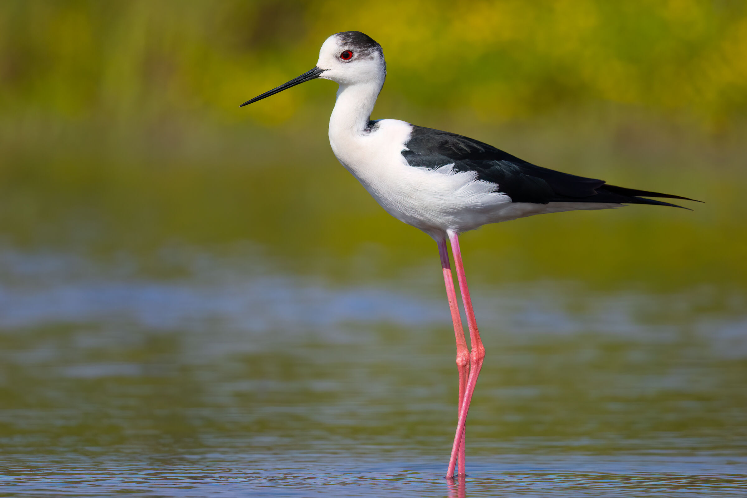 Black-winged Stilt
