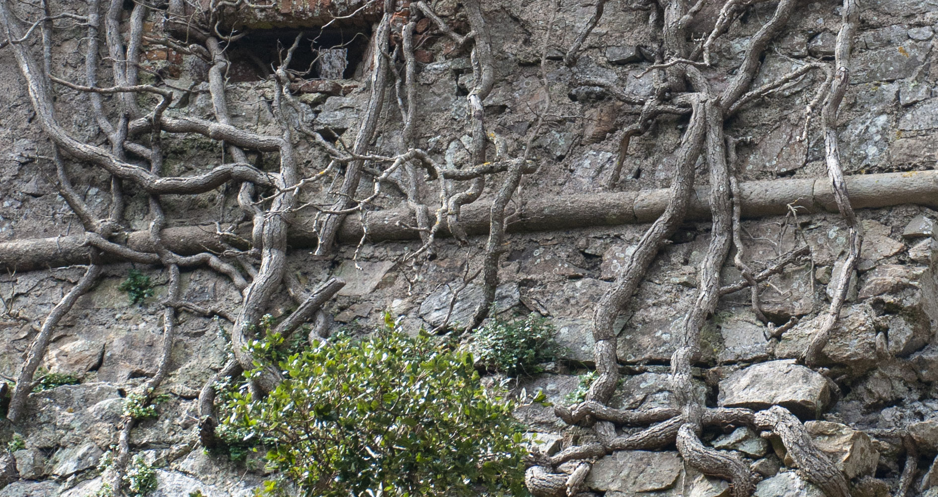 Roots in Monte Giove