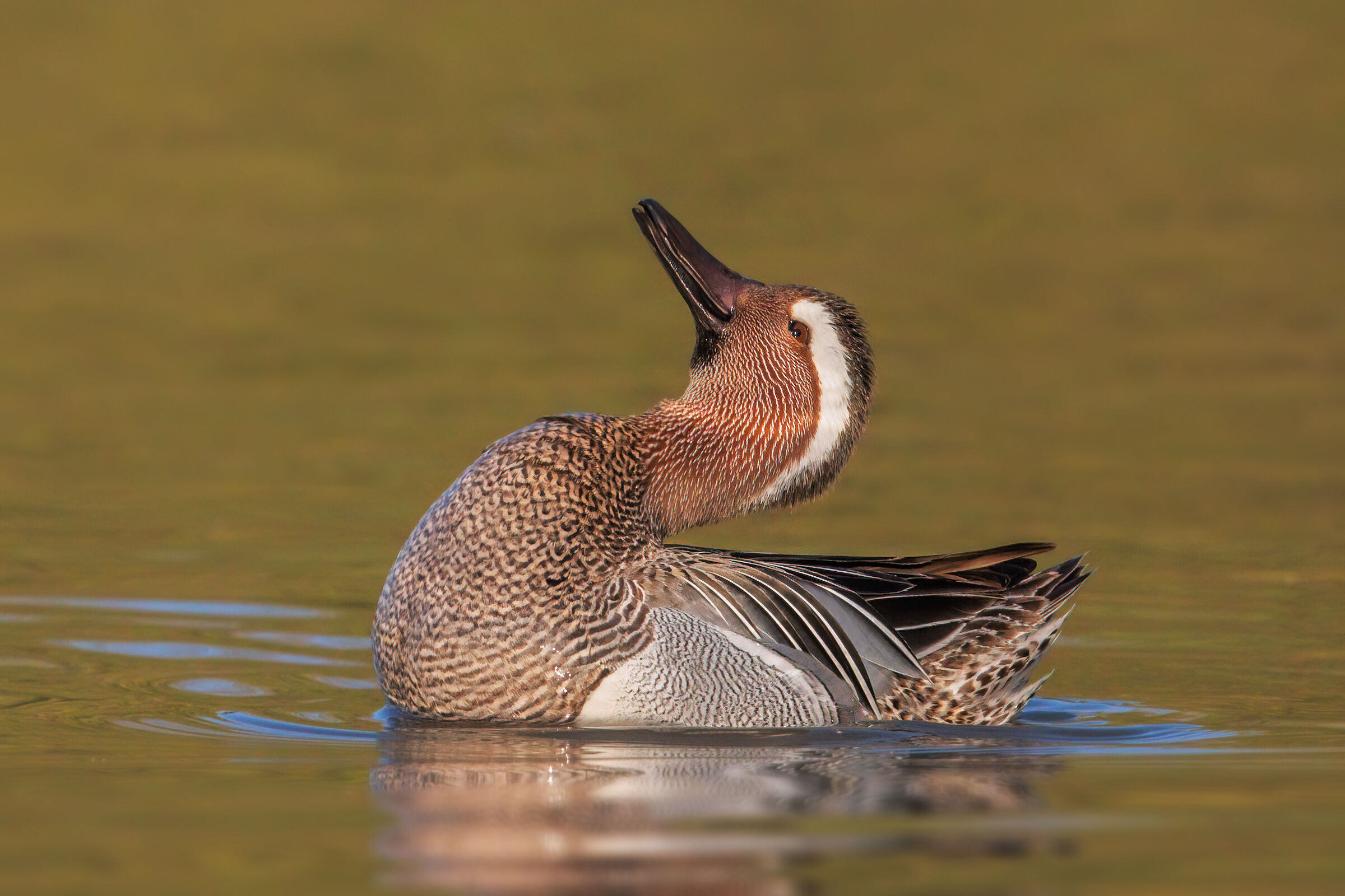 The garganey