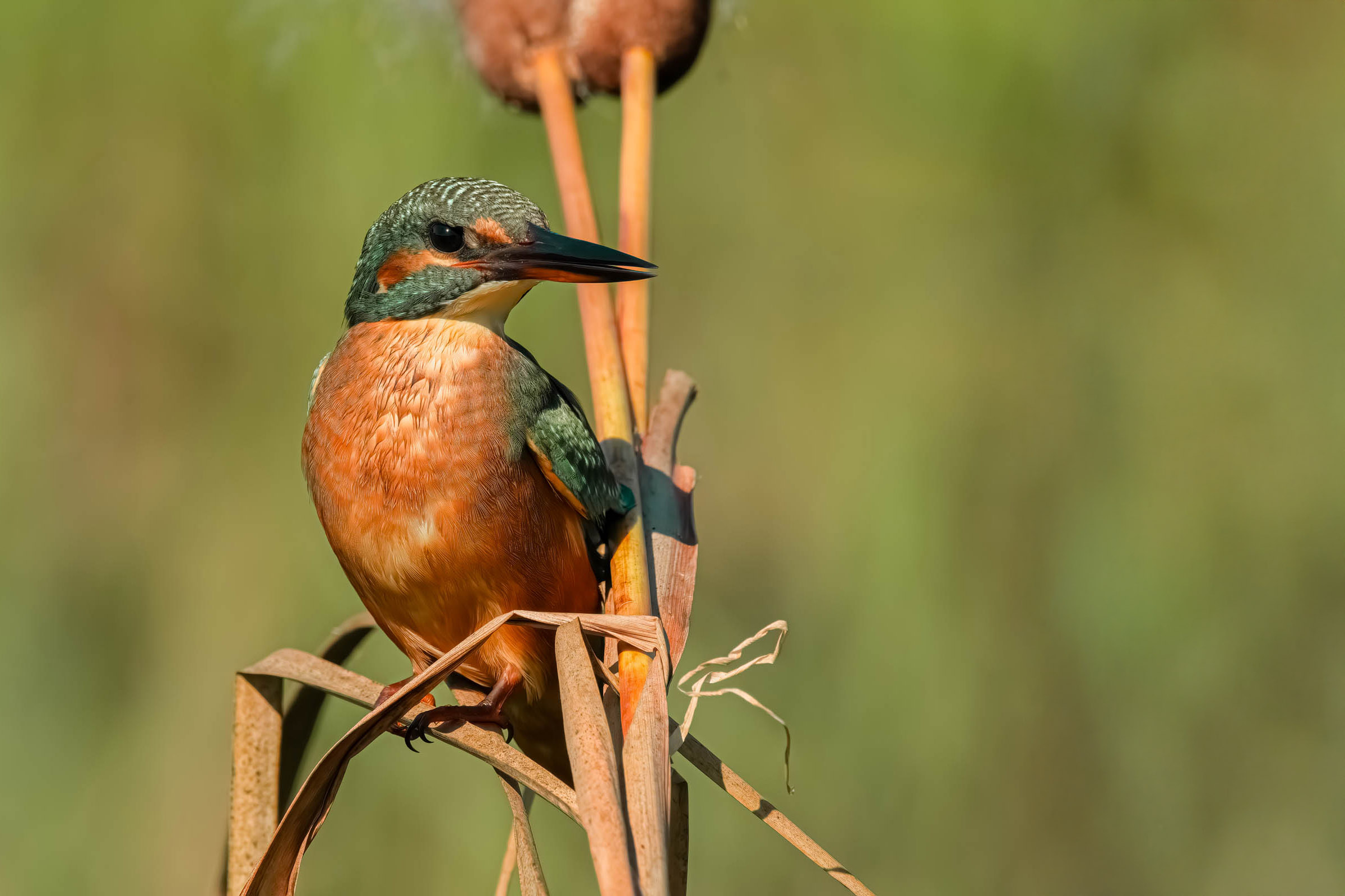 Kingfisher