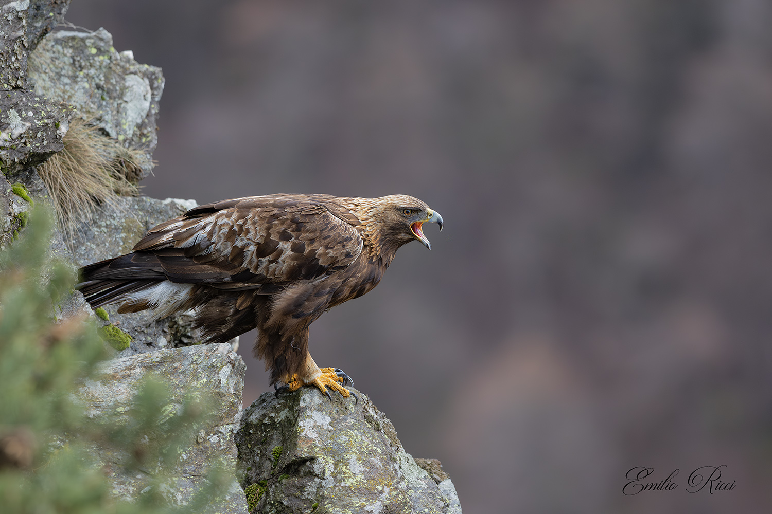 Golden Eagle Italian Alps