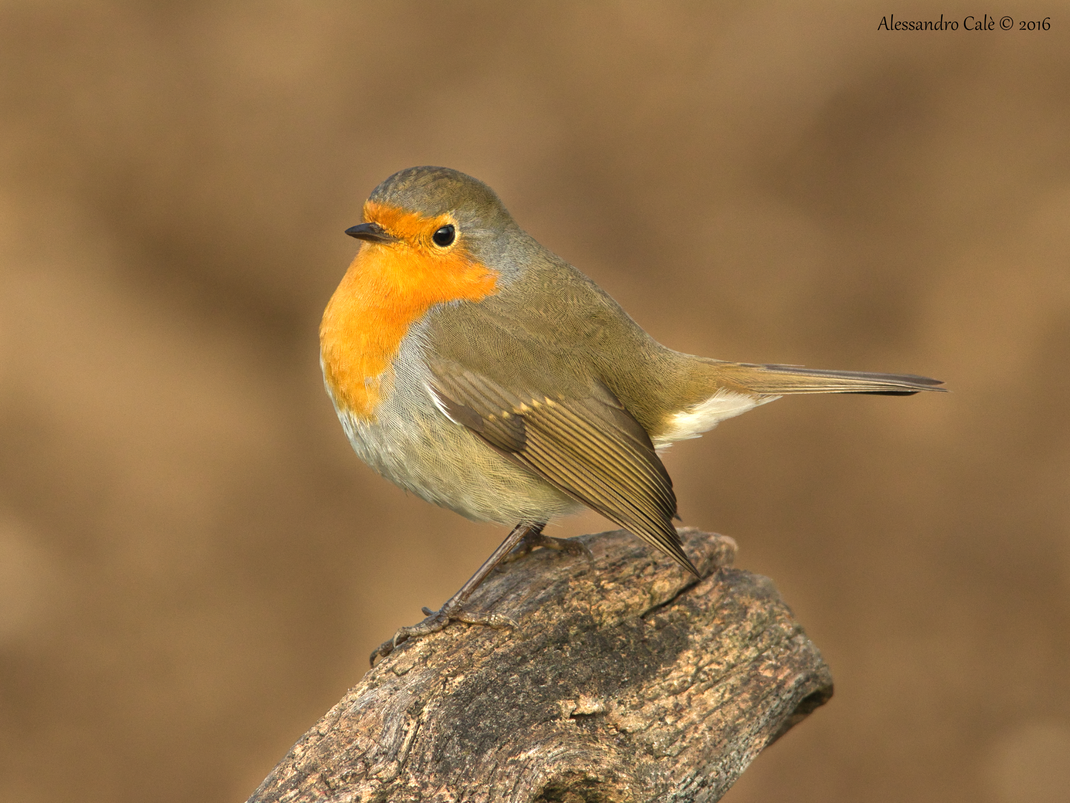 Erithacus nubecola (Pettirosso) 5507