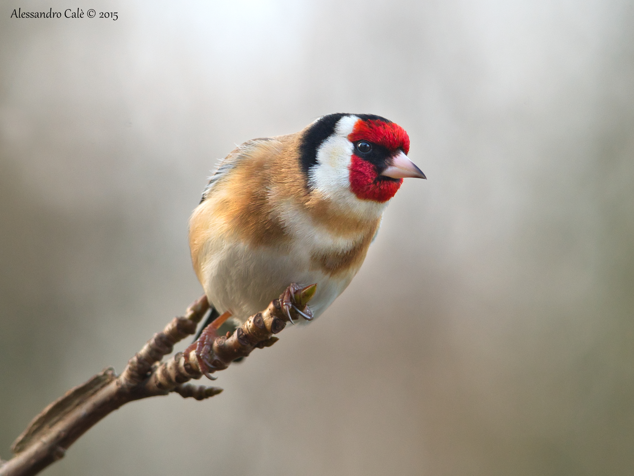 Carduelis carduelis (Cardellino) 6912
