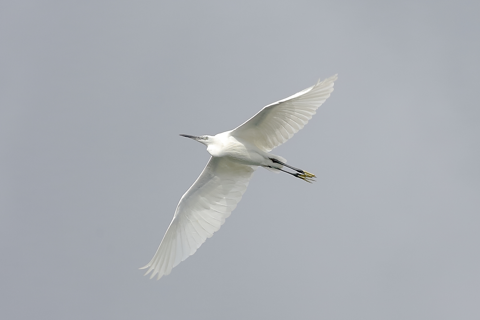 Little Egret 25 September 2025 - 0116