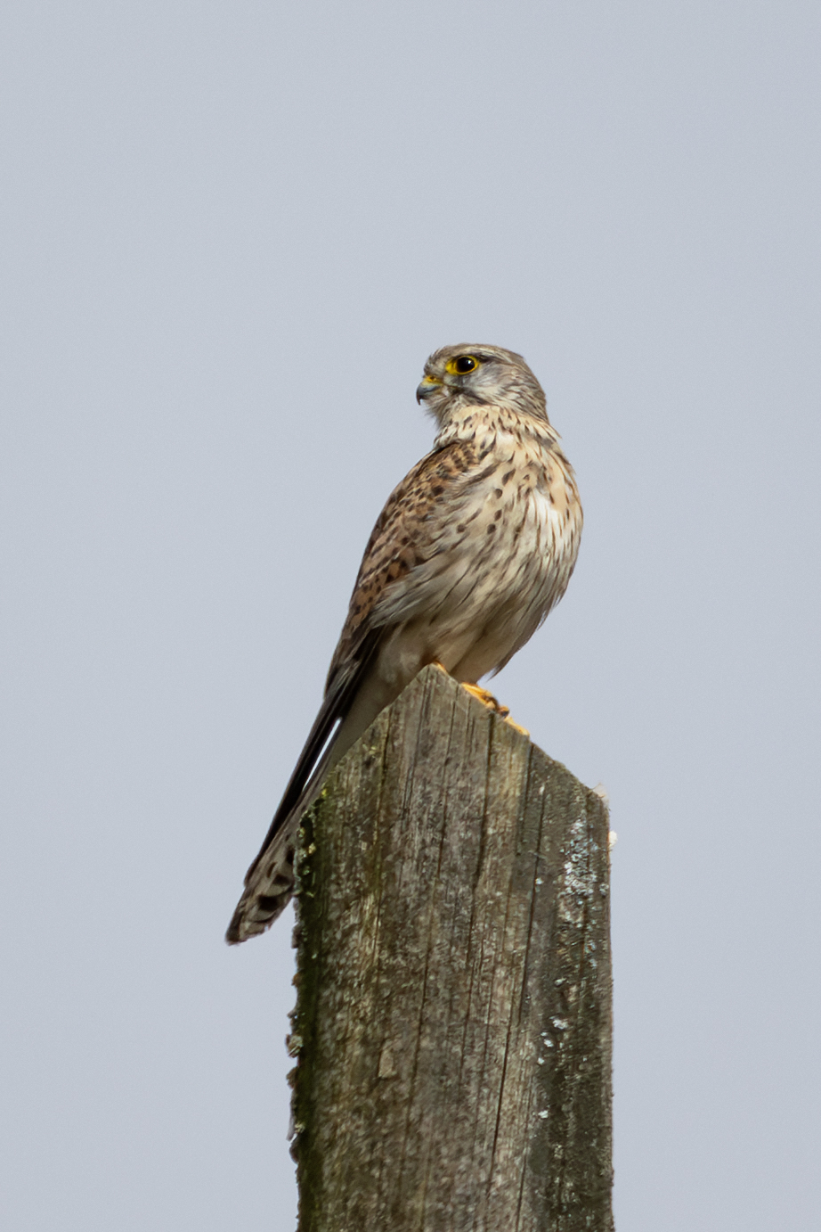 Kestrel