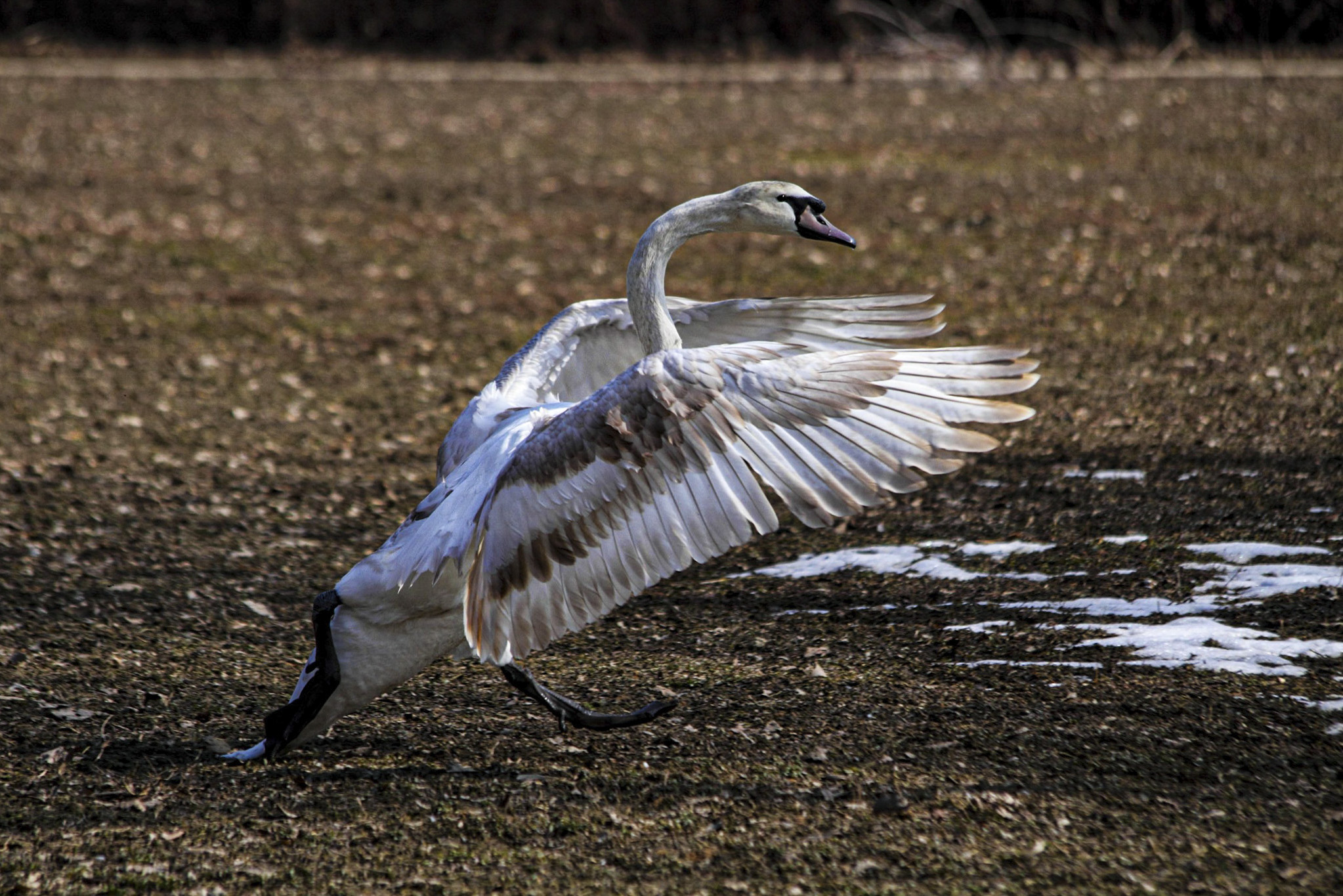 cigno nervoso