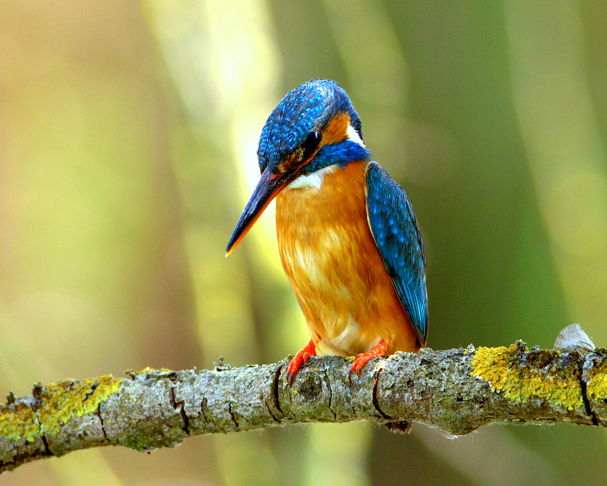 Kingfisher