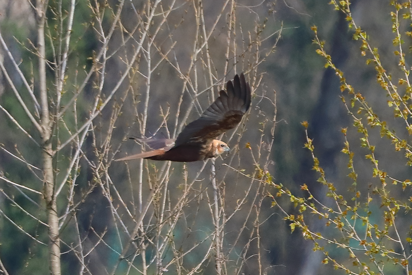 Falco di palude M marzo 2026 - 0061