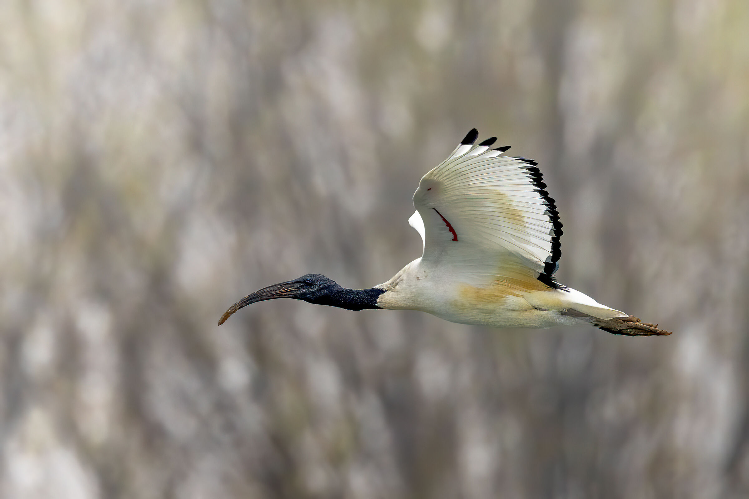 Ibis sacro del Nilo