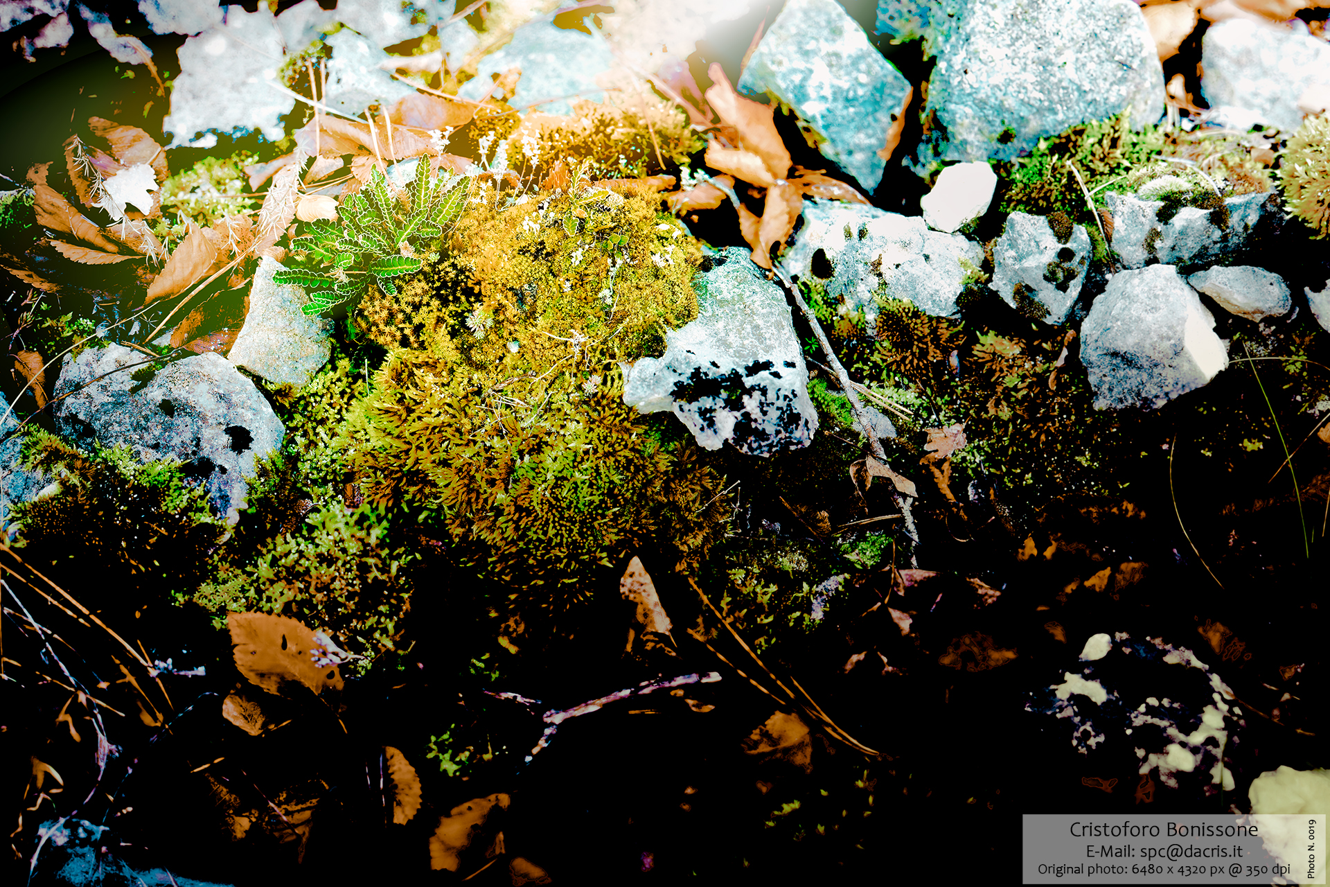 Forest Sunset - Photo 0019