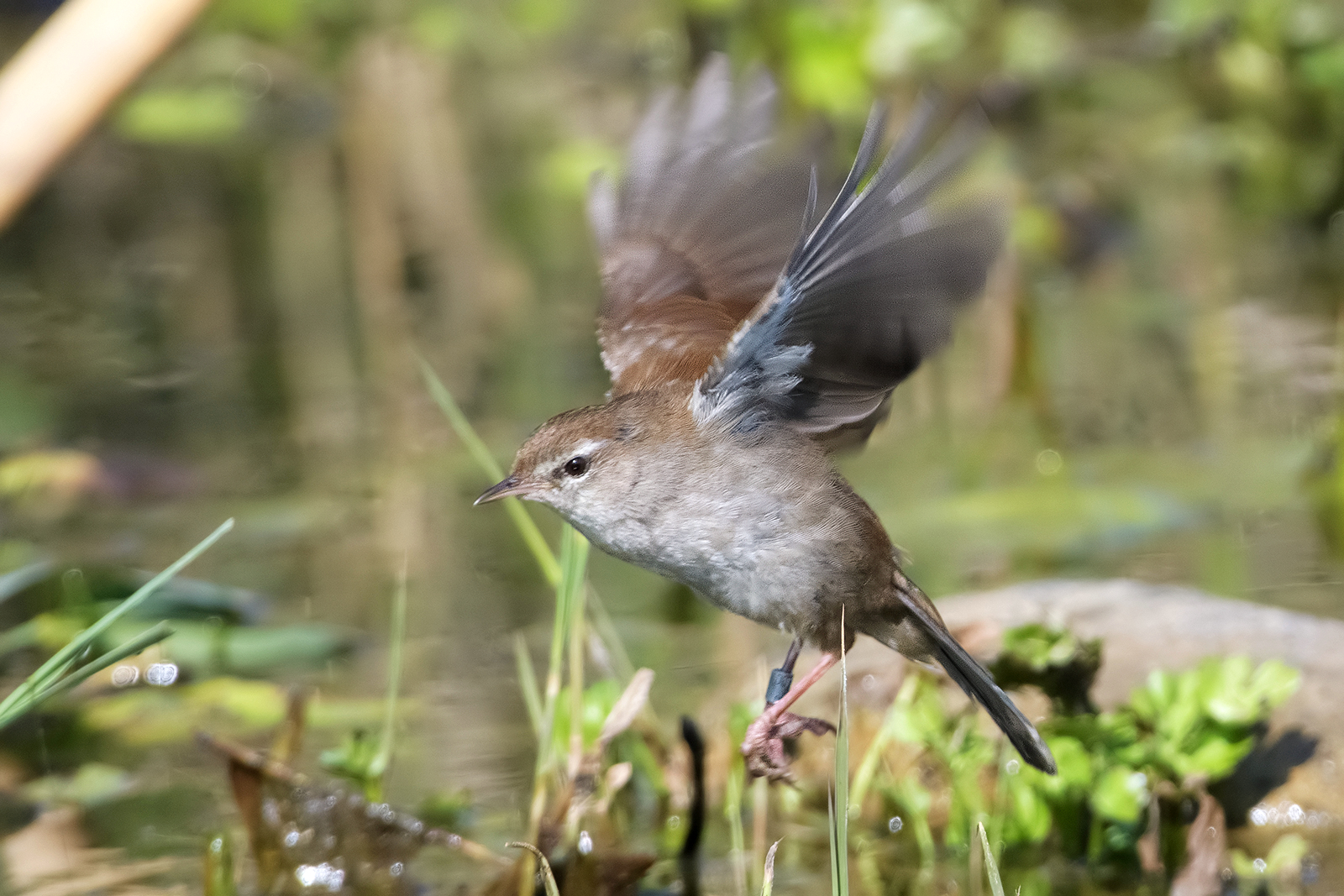 River nightingale.