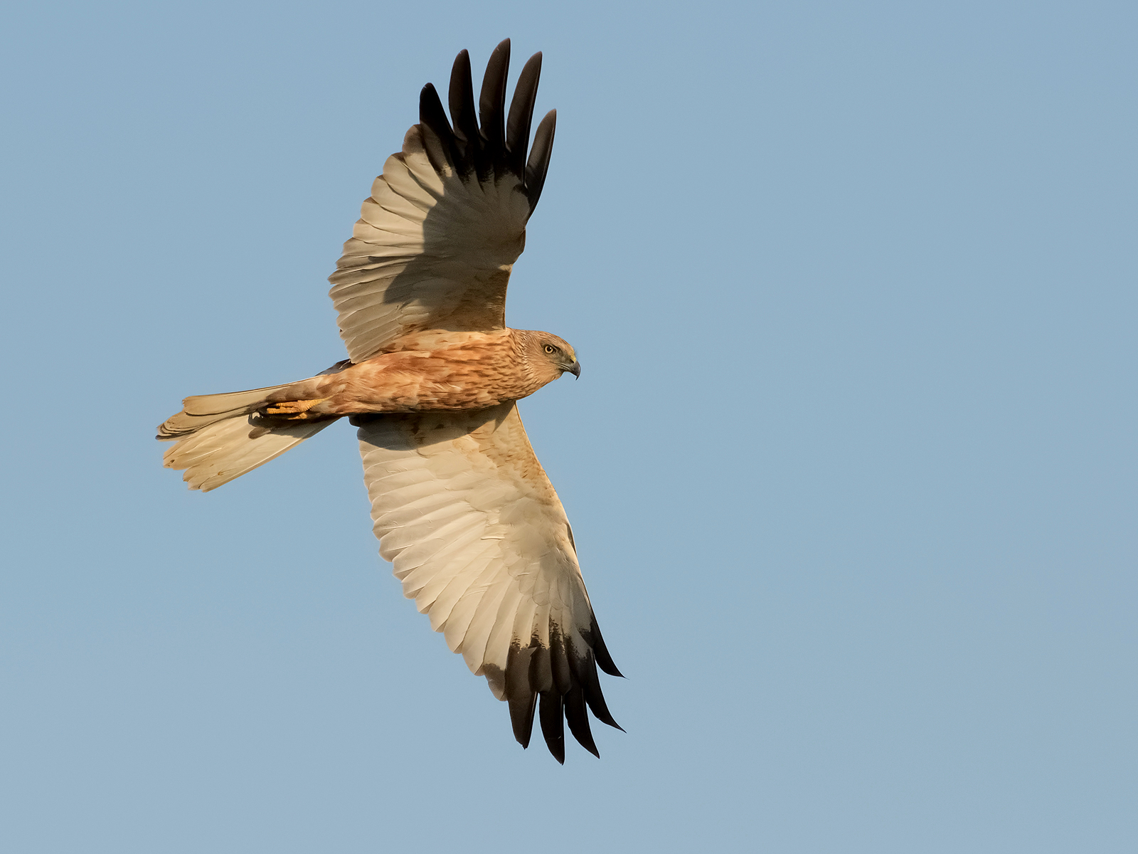 Marsh harrier (male).