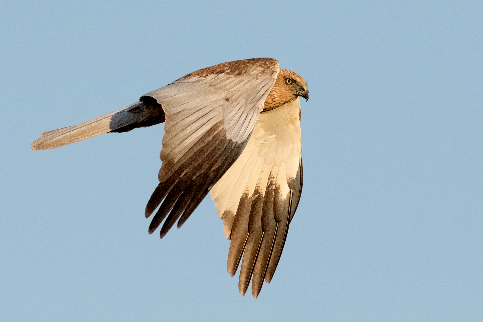 Marsh harrier (male).