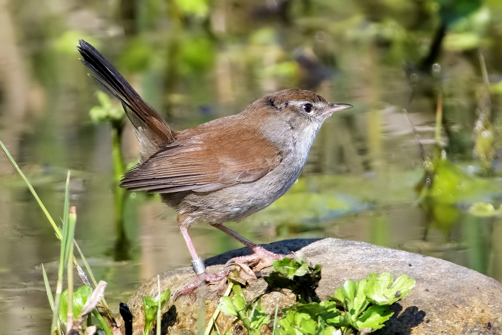 River nightingale.