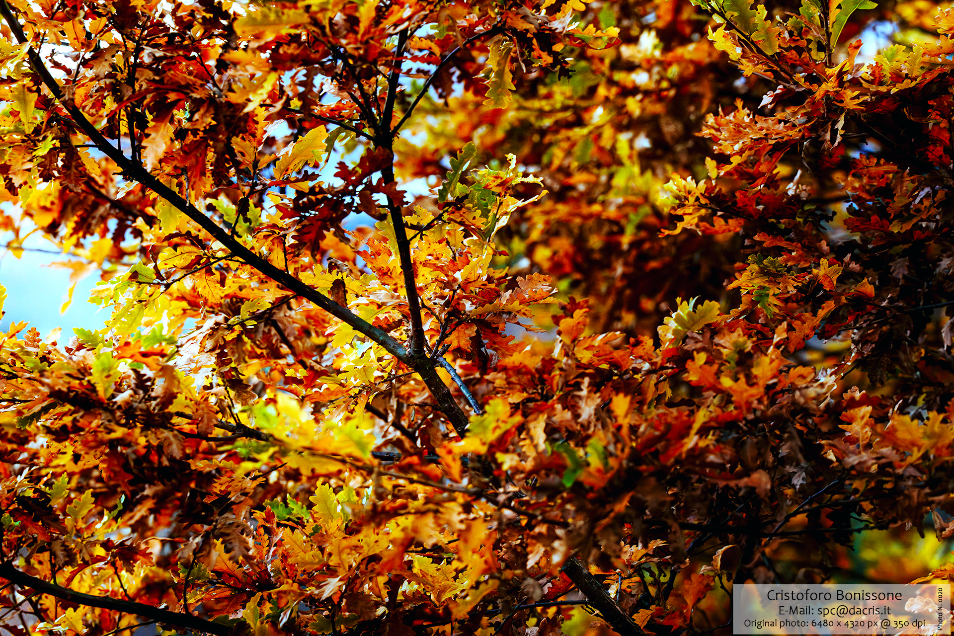 Tree Autumn - Photo 0020