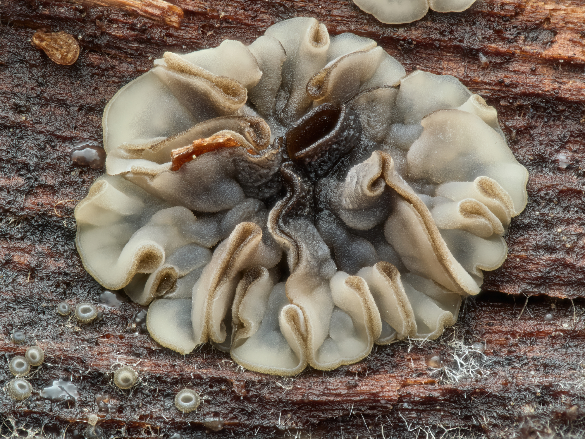 Mollisia sp.