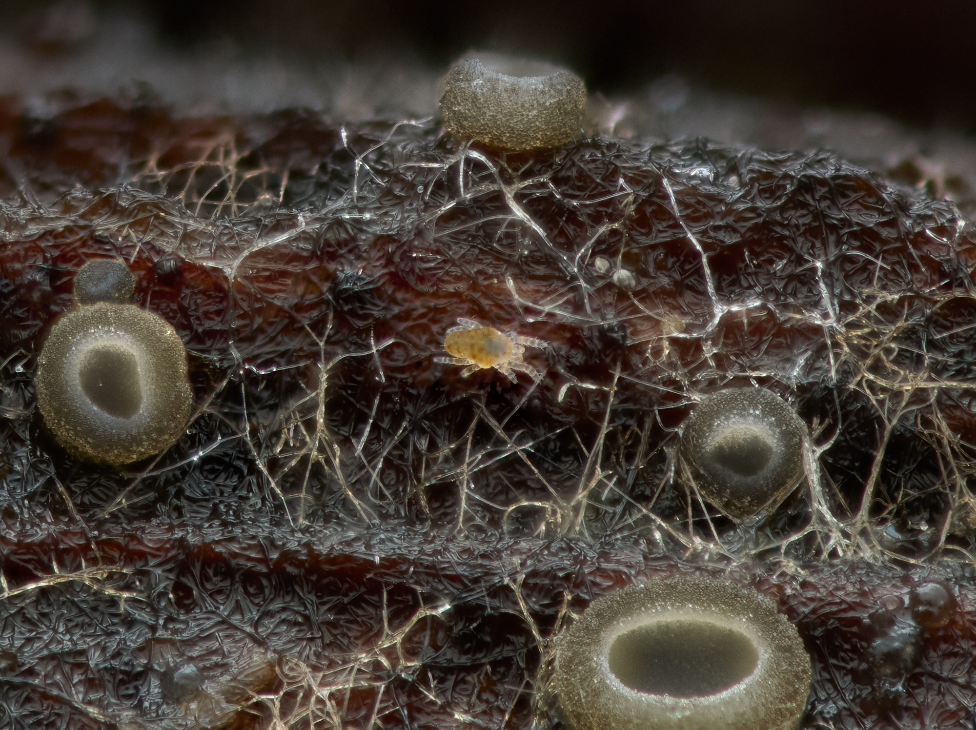 Mollisia sp./Eupodeidea