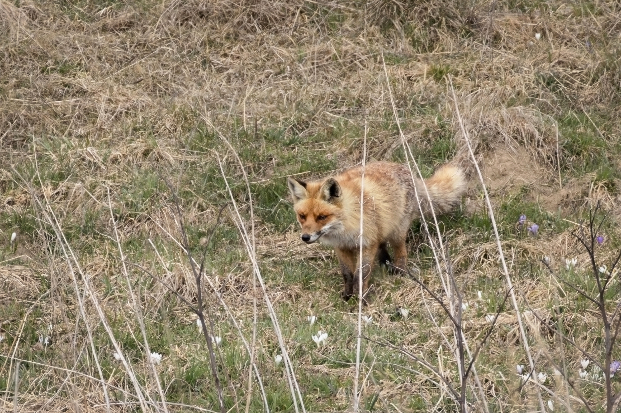 Fox