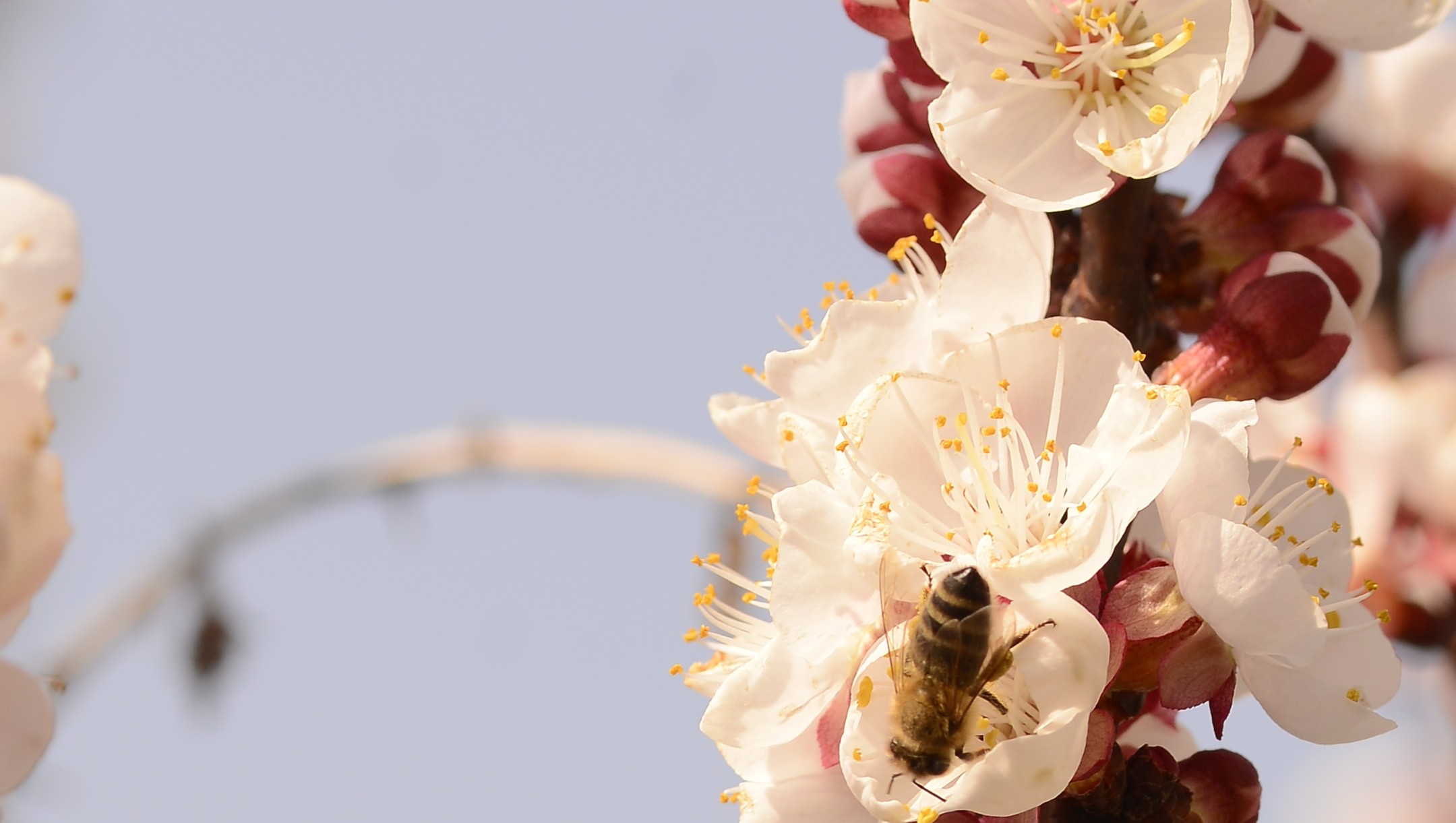 Bee