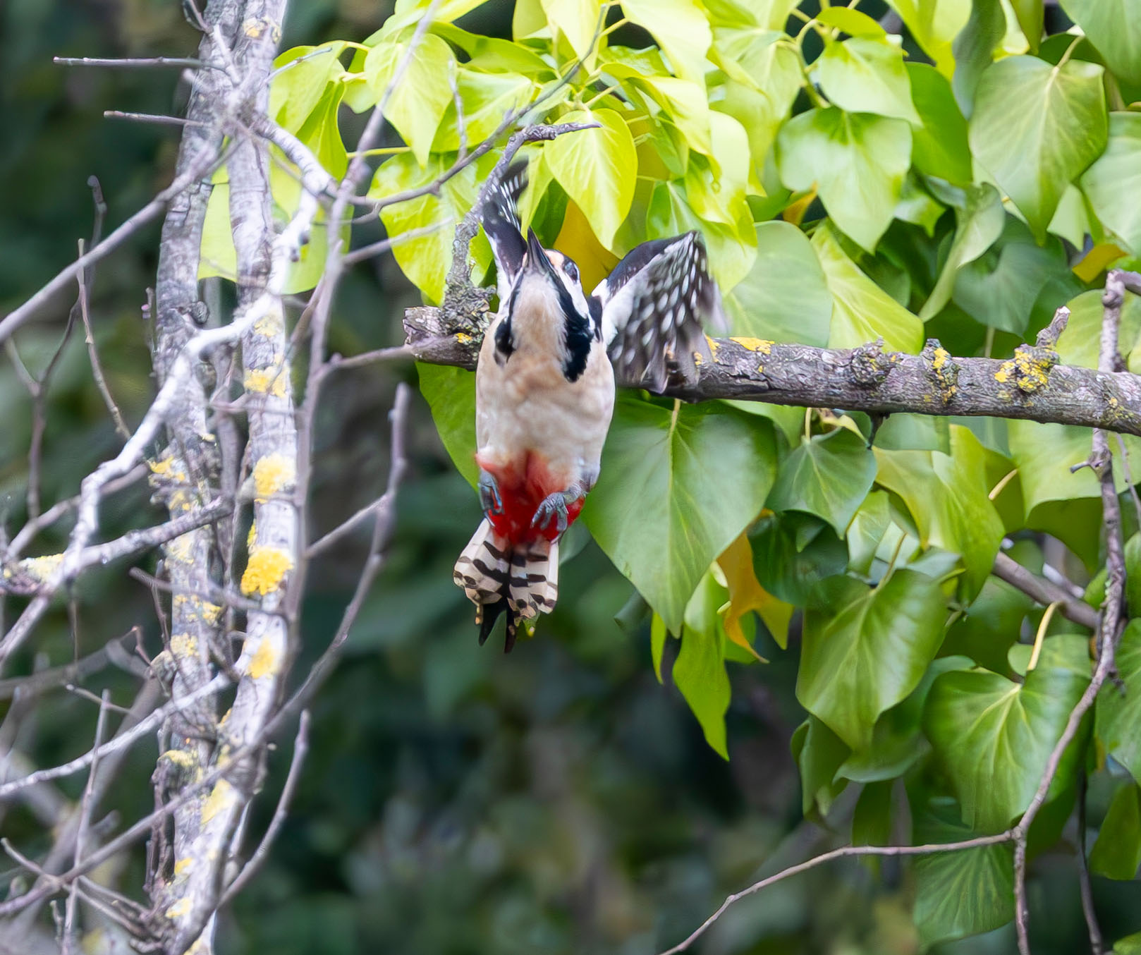 Improvised Great Spotted Woodpecker