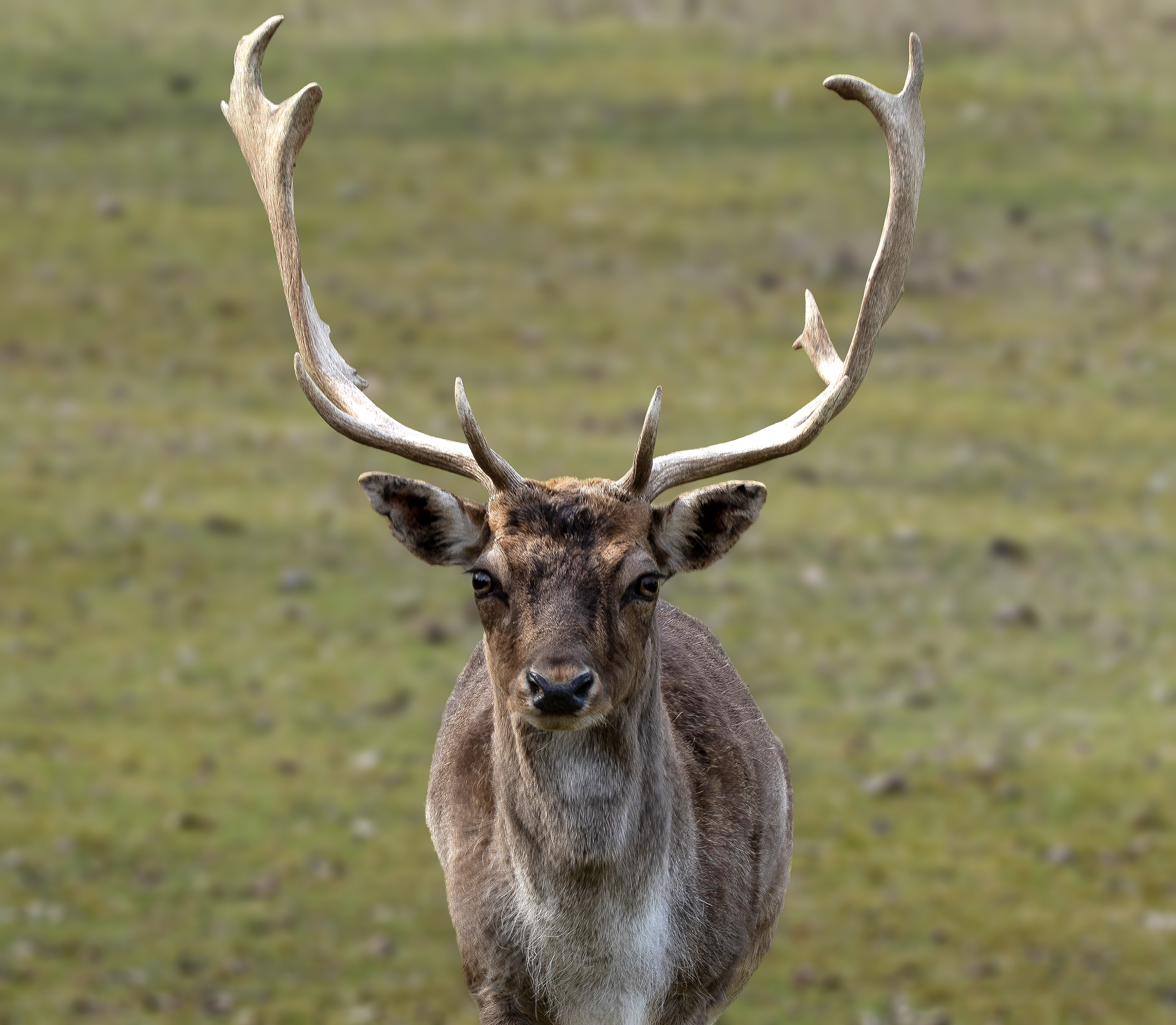 Young fallow deer