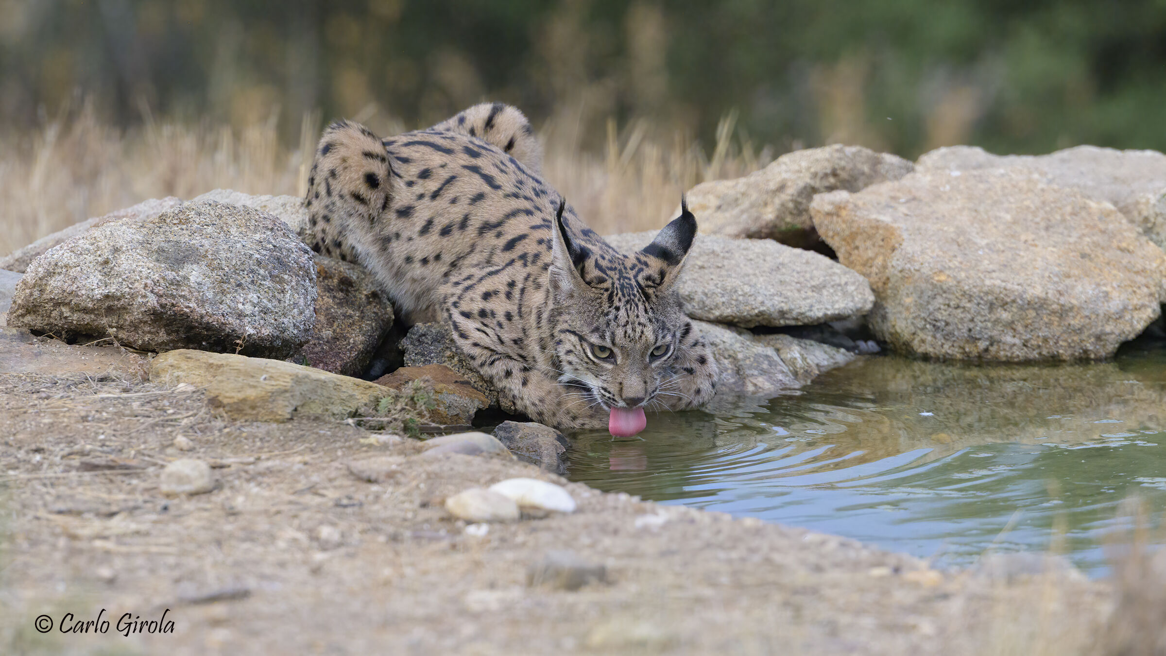 Iberian lynx (Lynx pardinus)