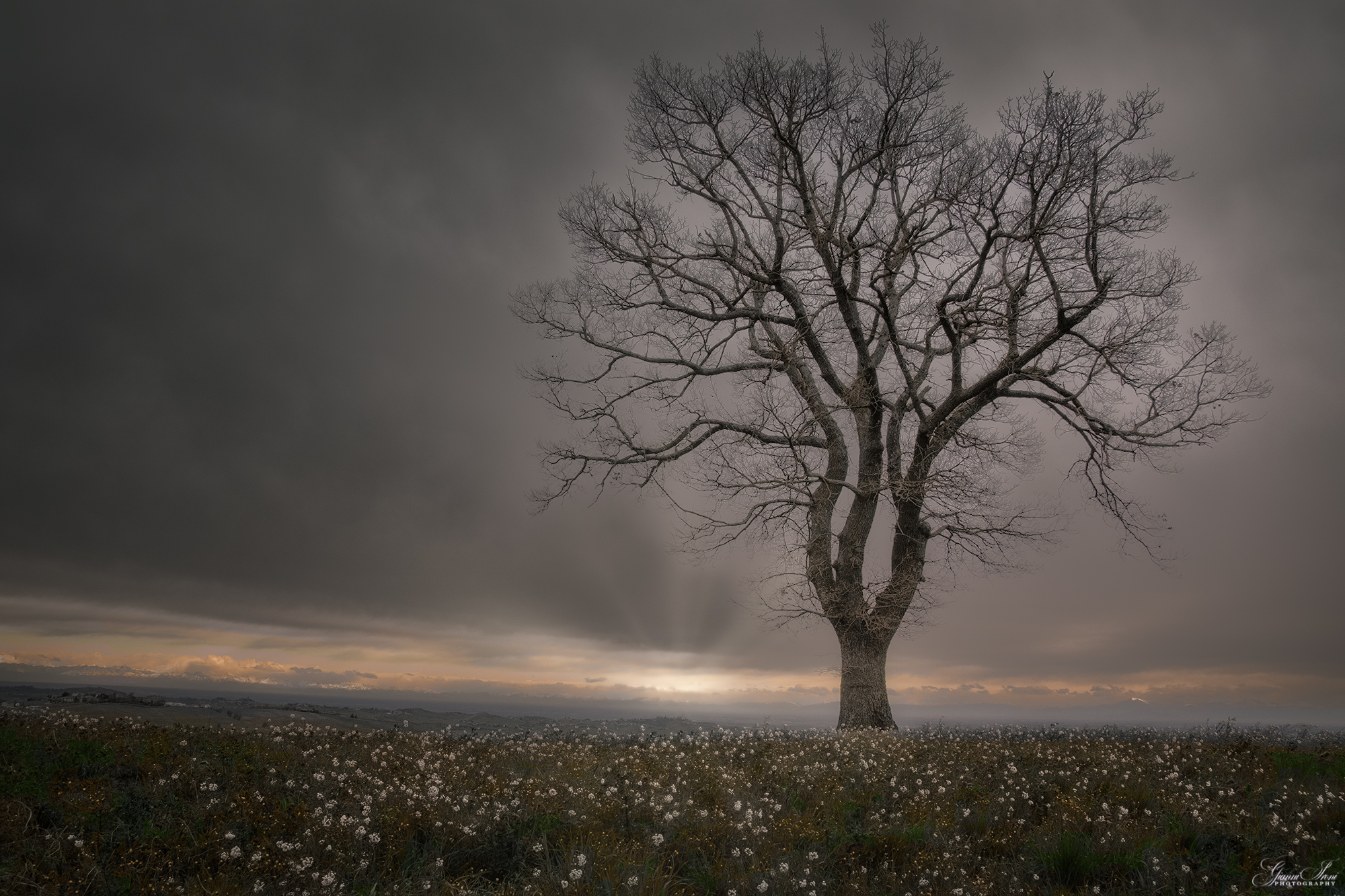 solitary oak