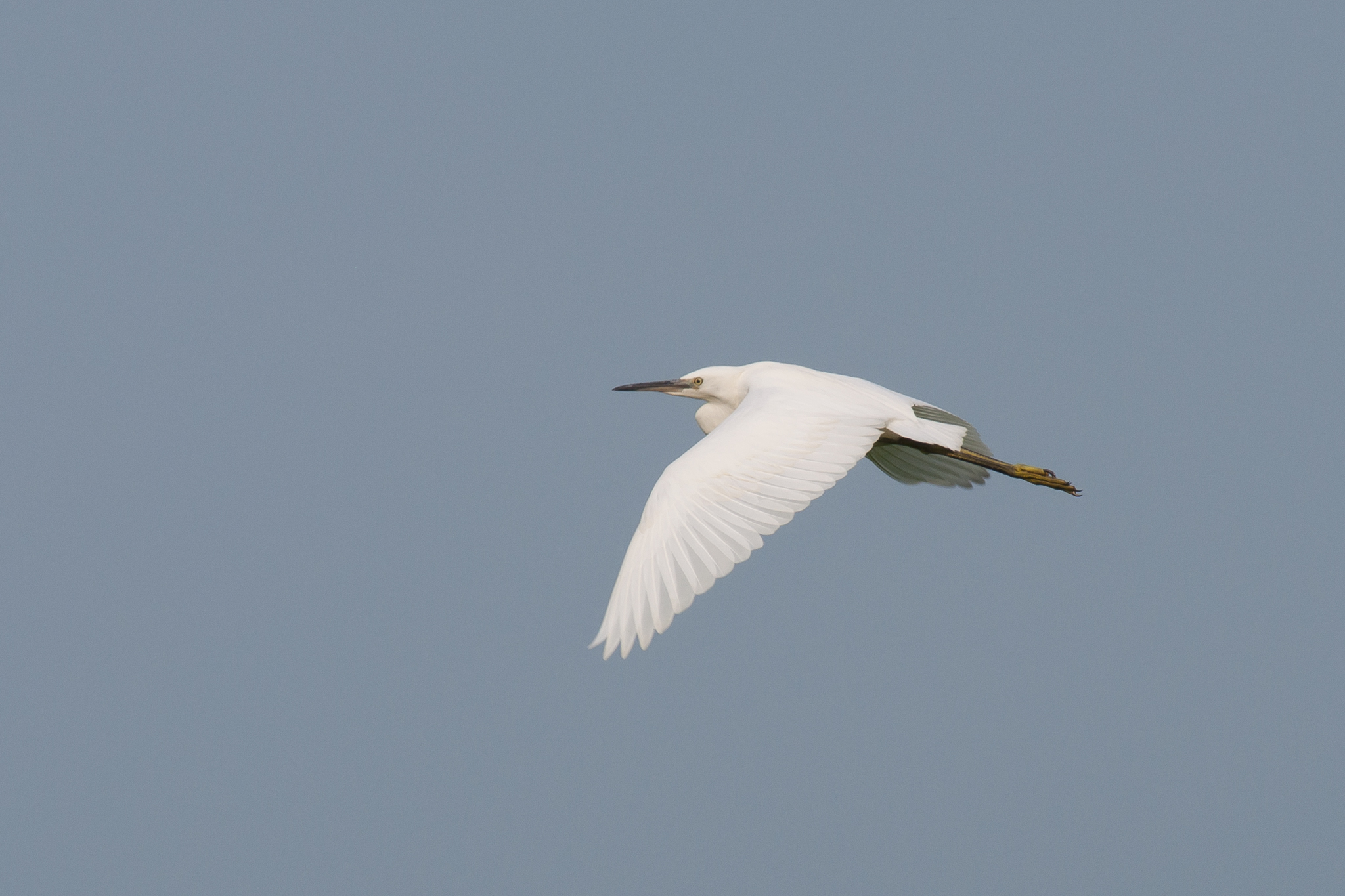 egret in flight