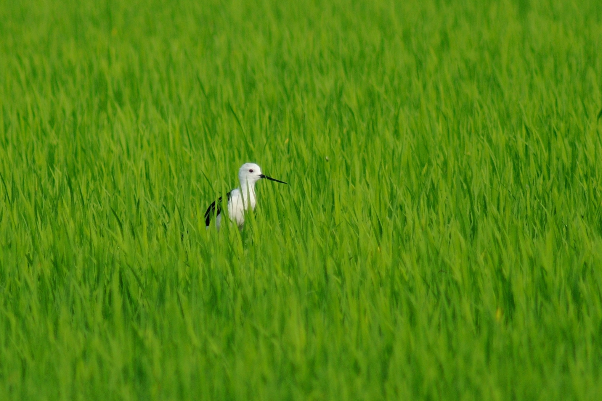 Knight of Italy in the paddy