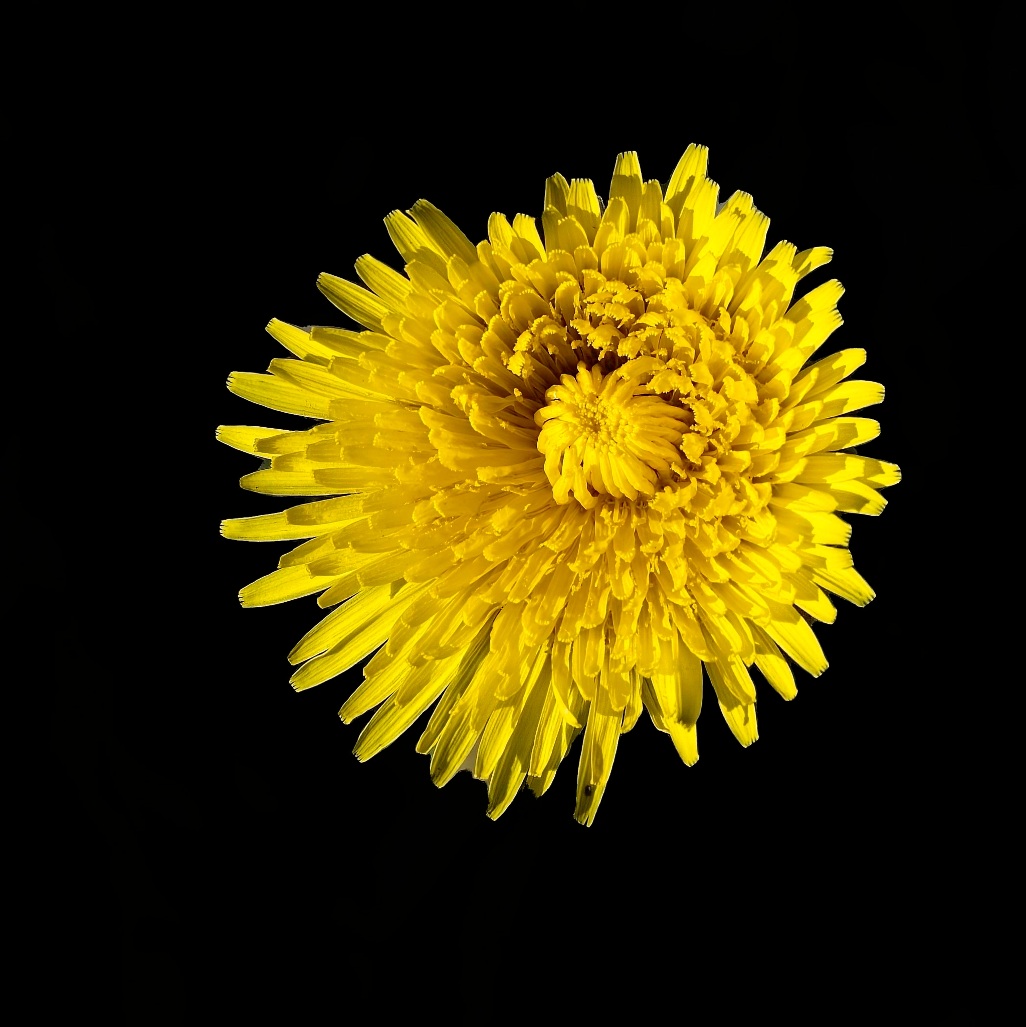 Taraxacum