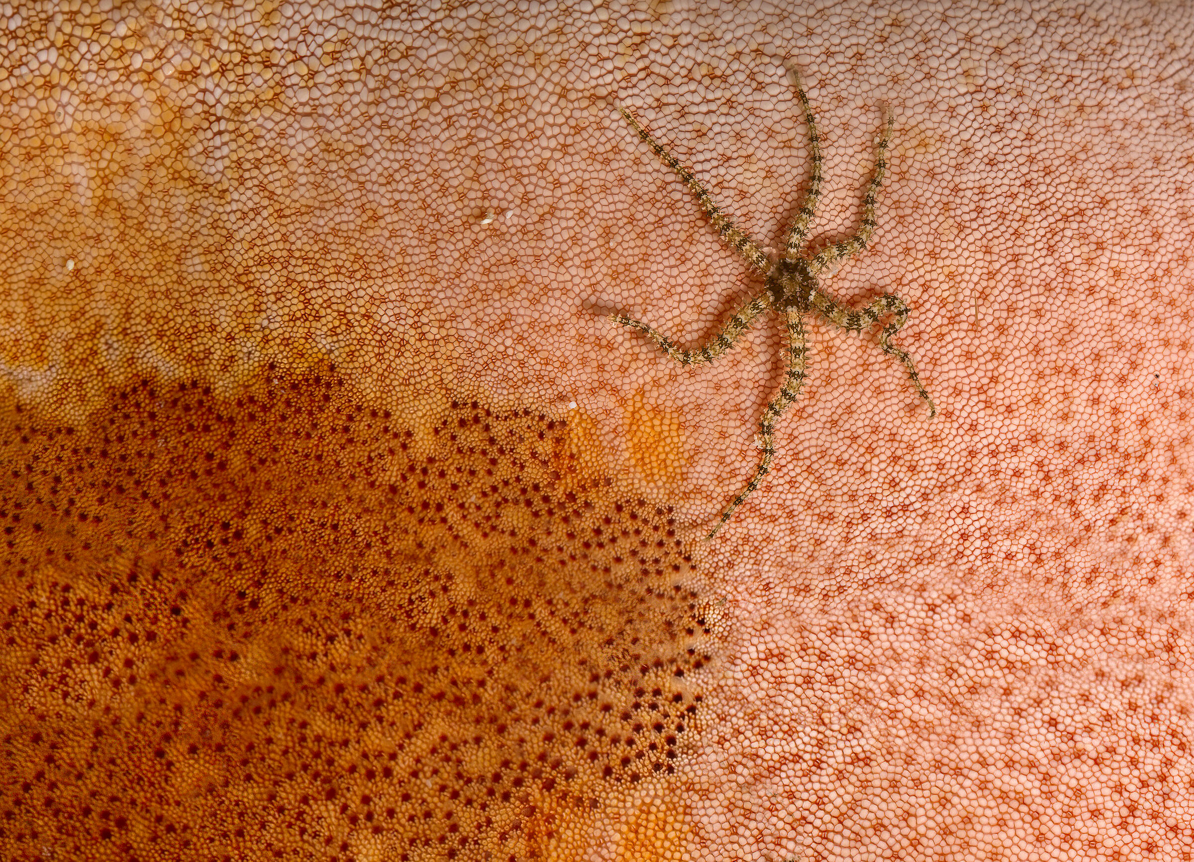 stella su stella
