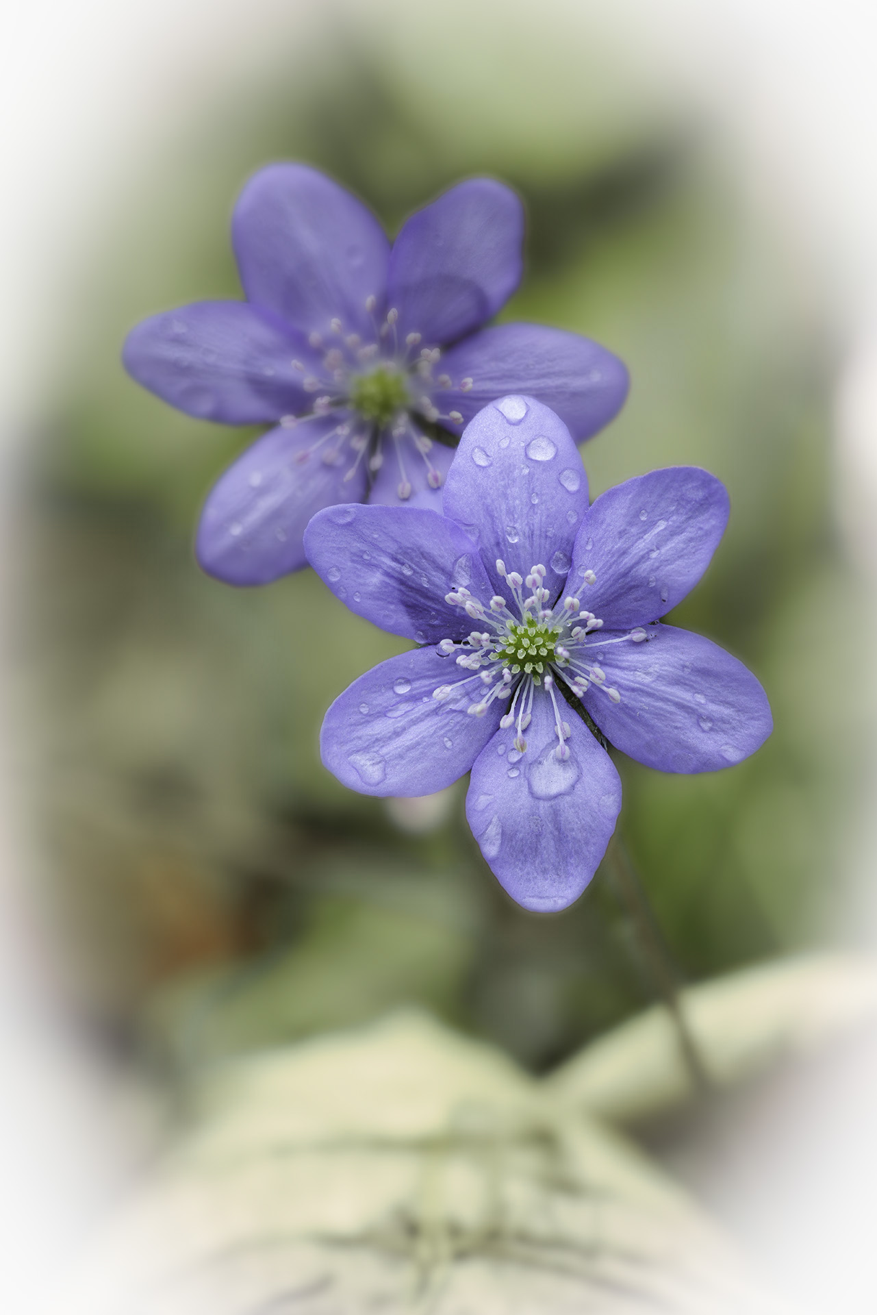Hepatic herb