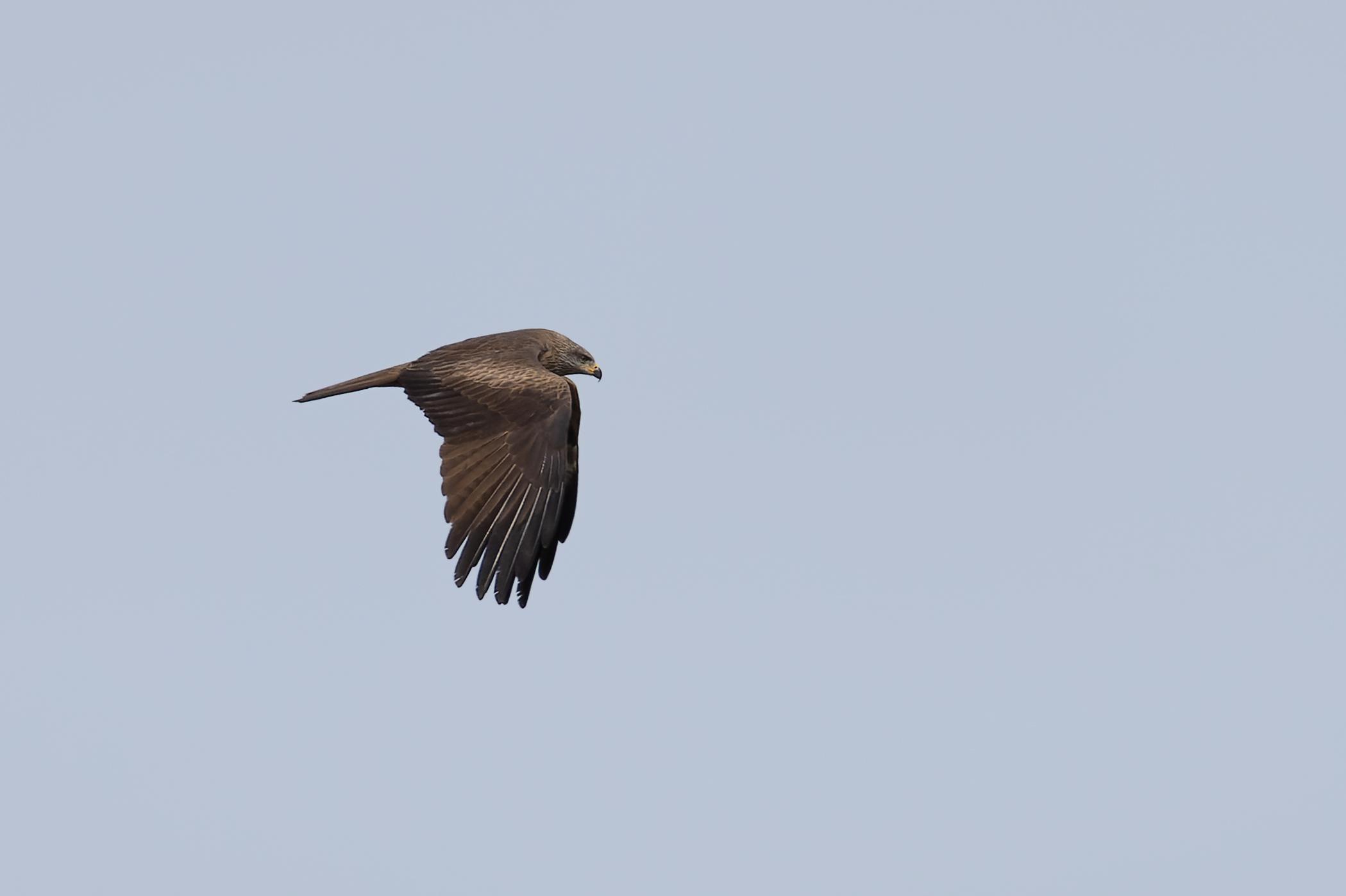 Black Kite