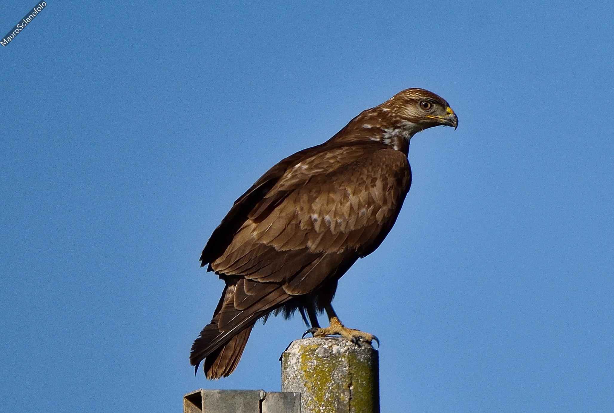 Buzzard