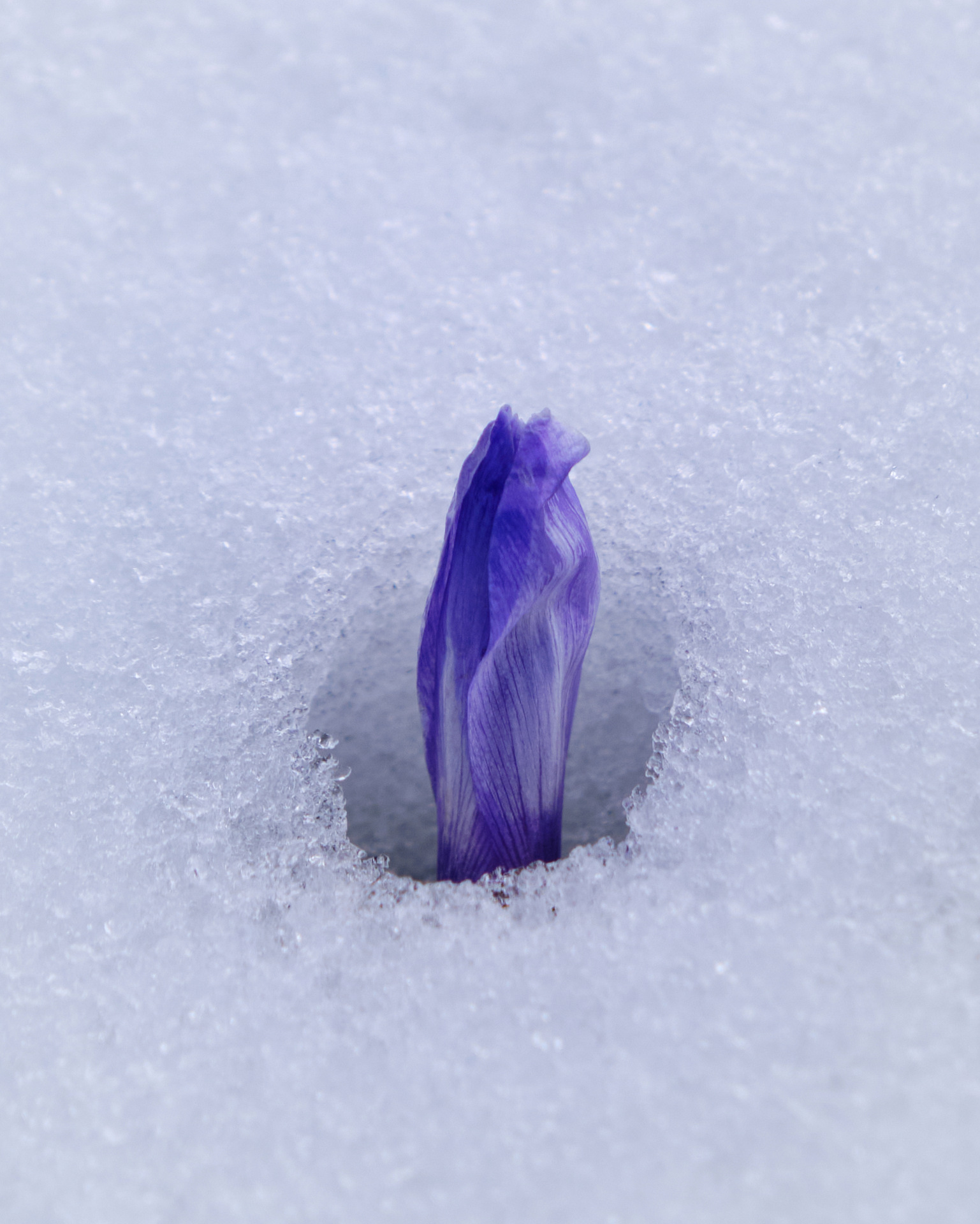Sibillini - crocus buca la neve