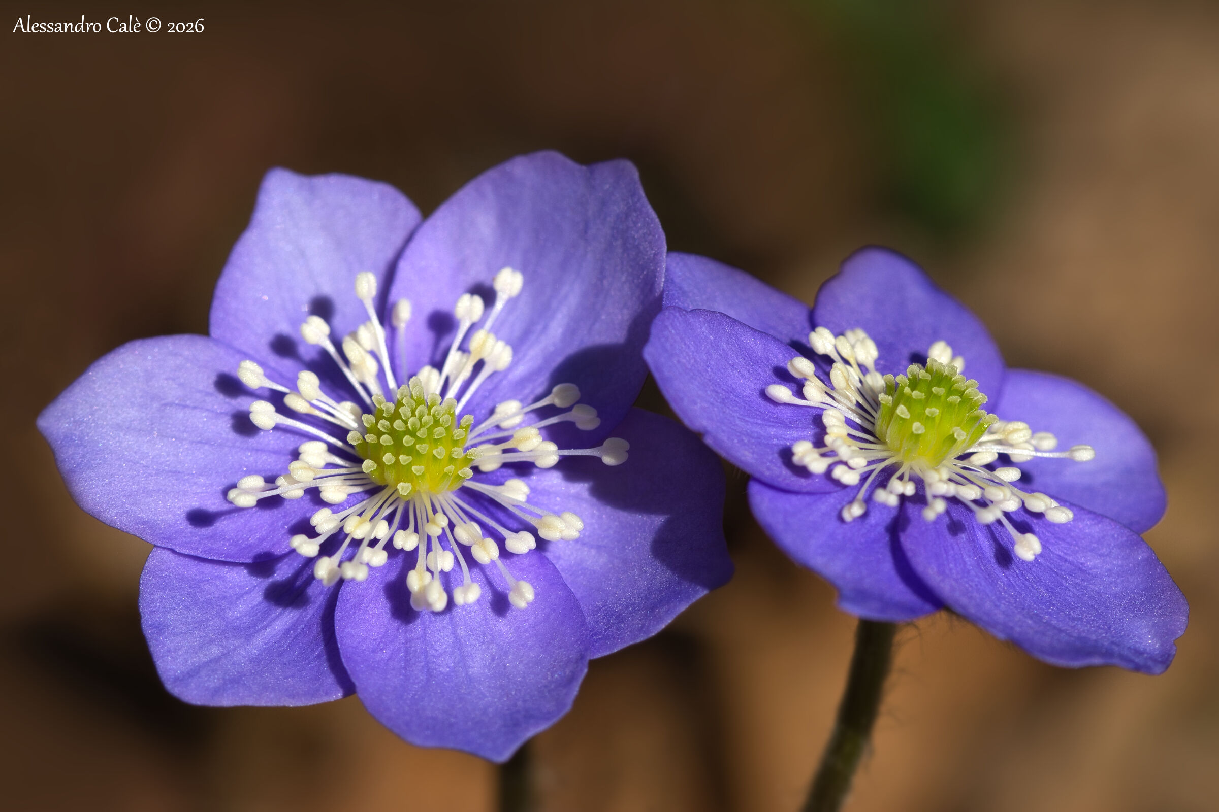 Hepatica nobilis (Anemone fegatella) 9139