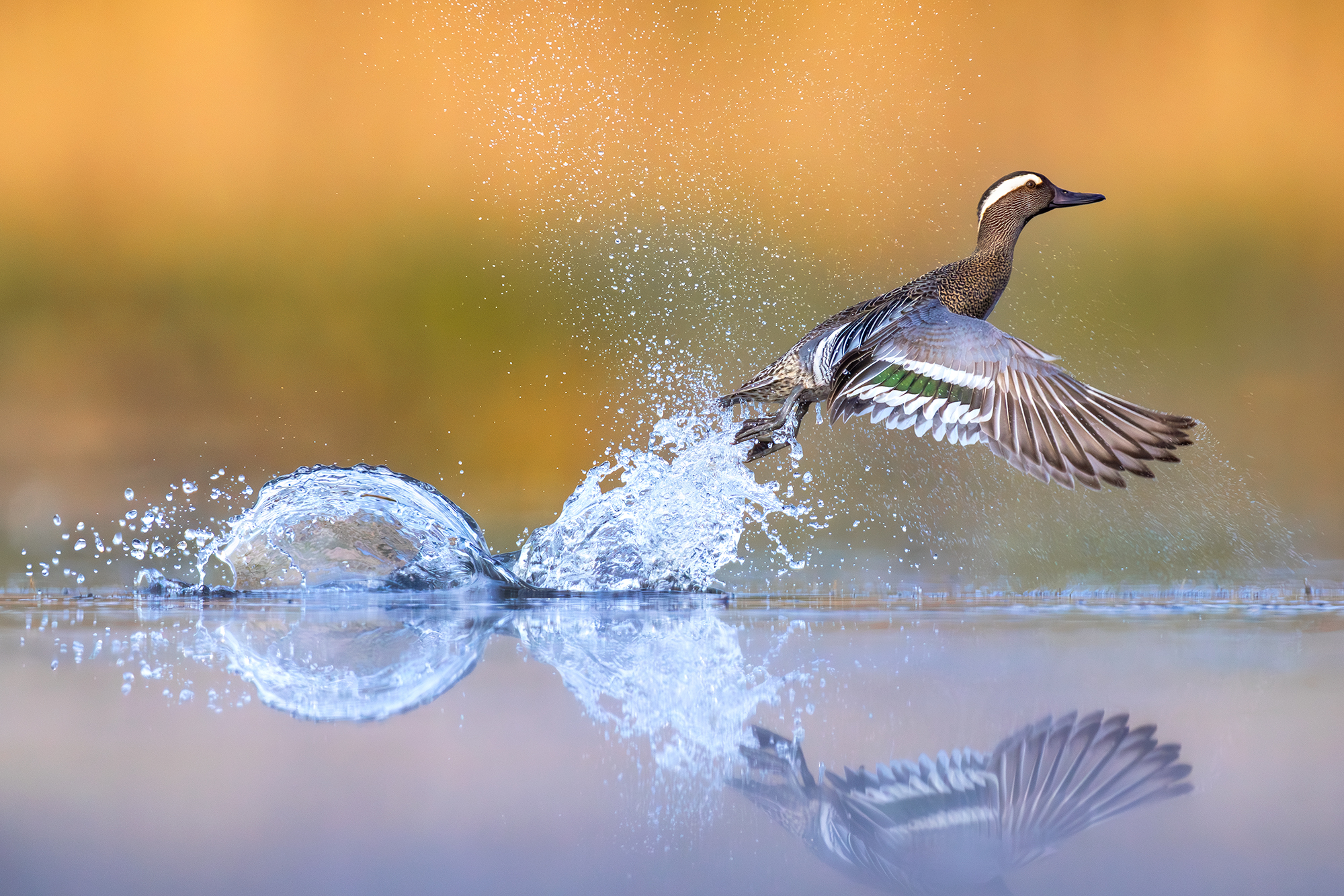 Garganey