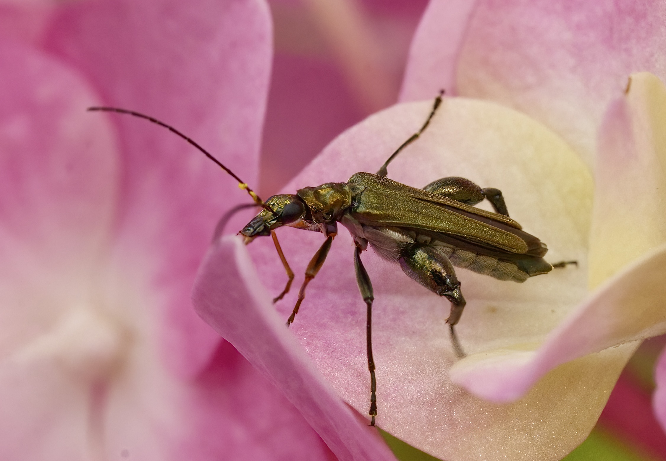 Oedemera flavipes in pink