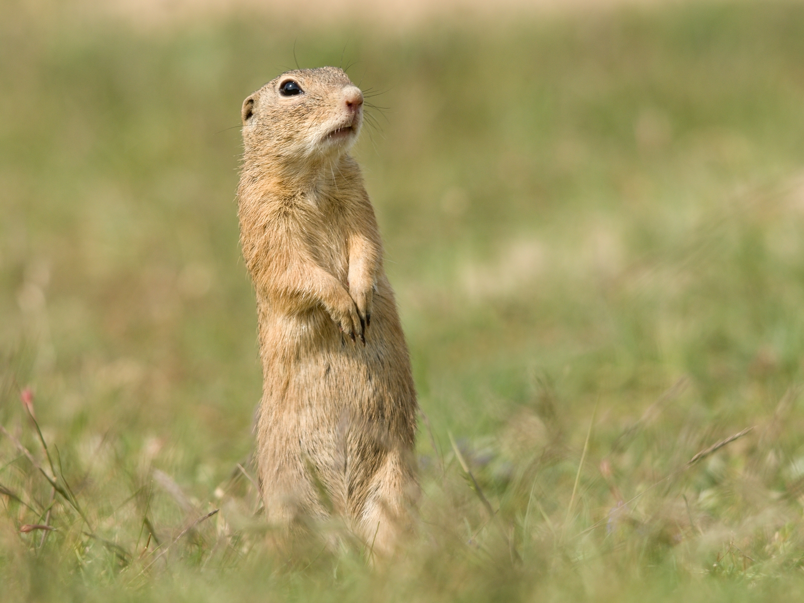 ground squirrel