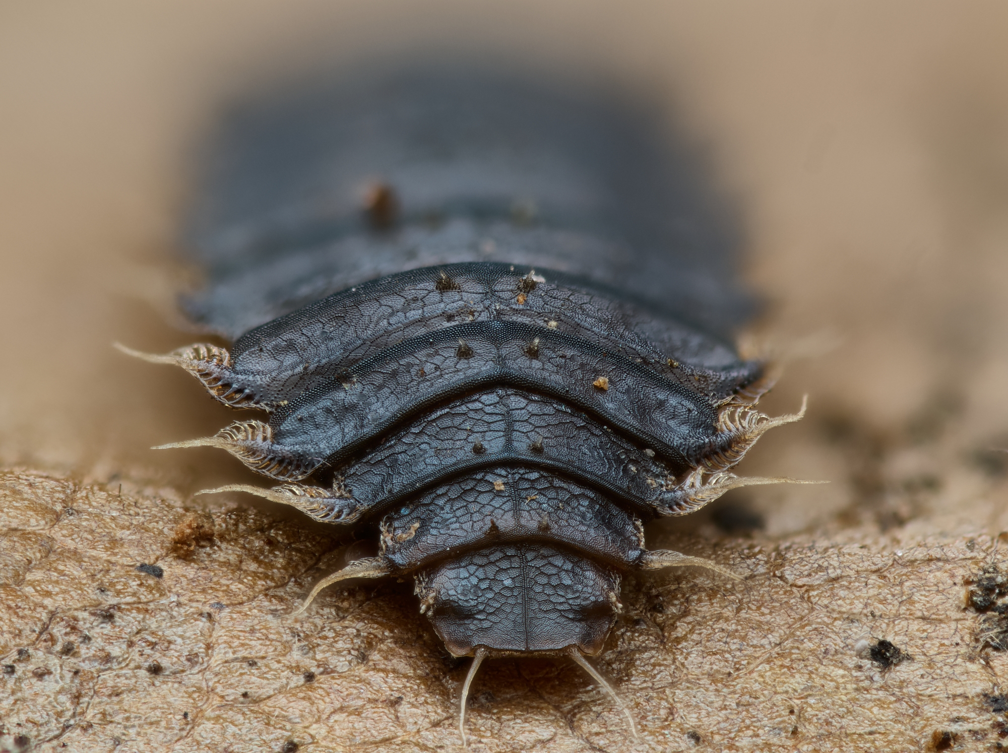 Fannia sp.