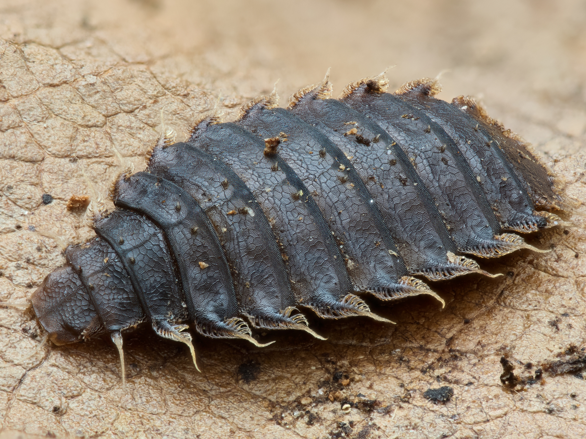 Fannia sp.2