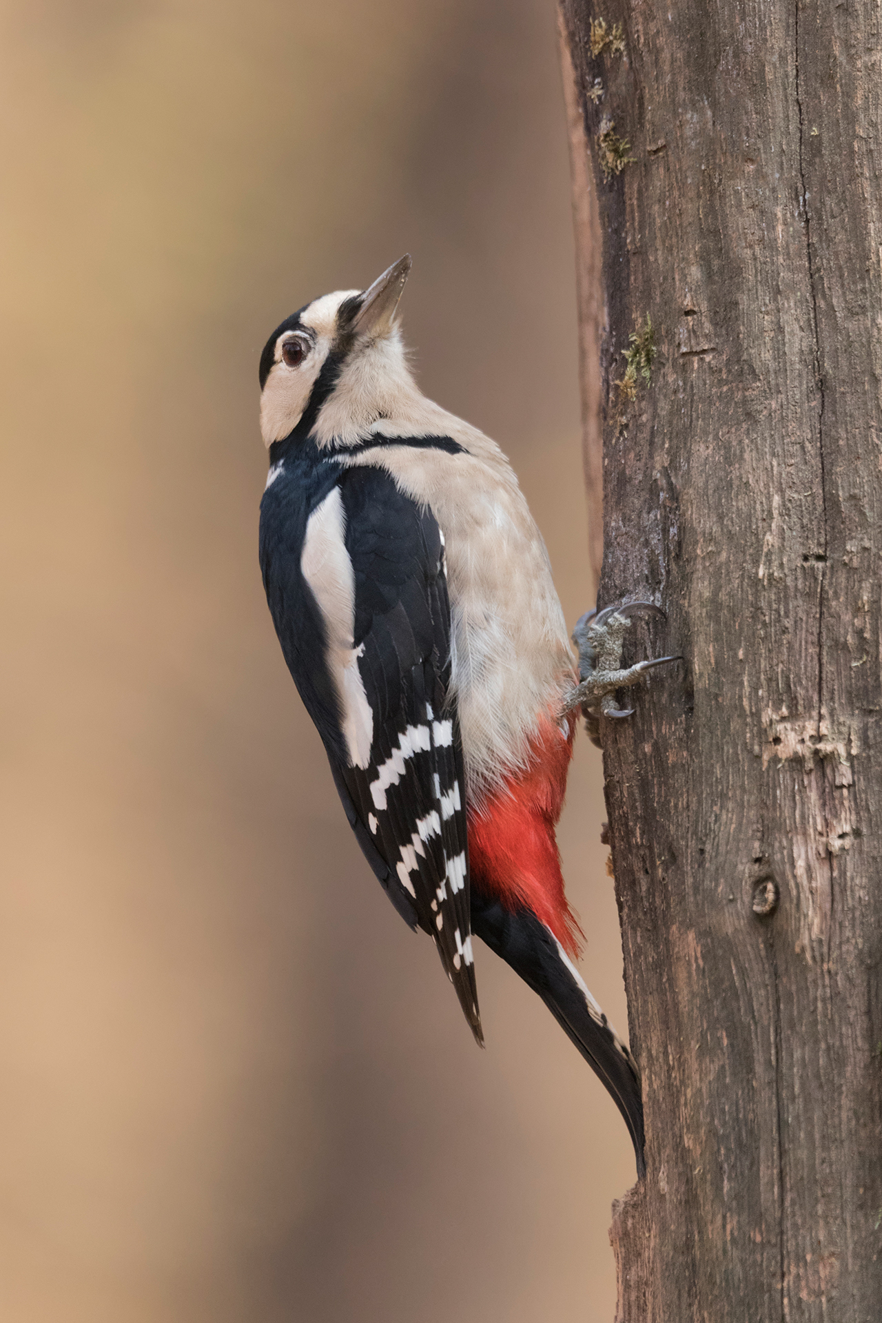 Great Spotted Woodpecker