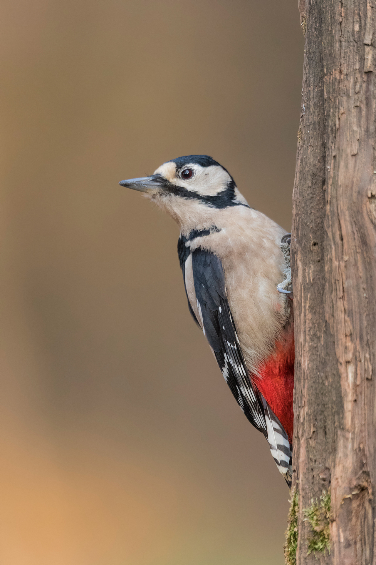 Great Spotted Woodpecker