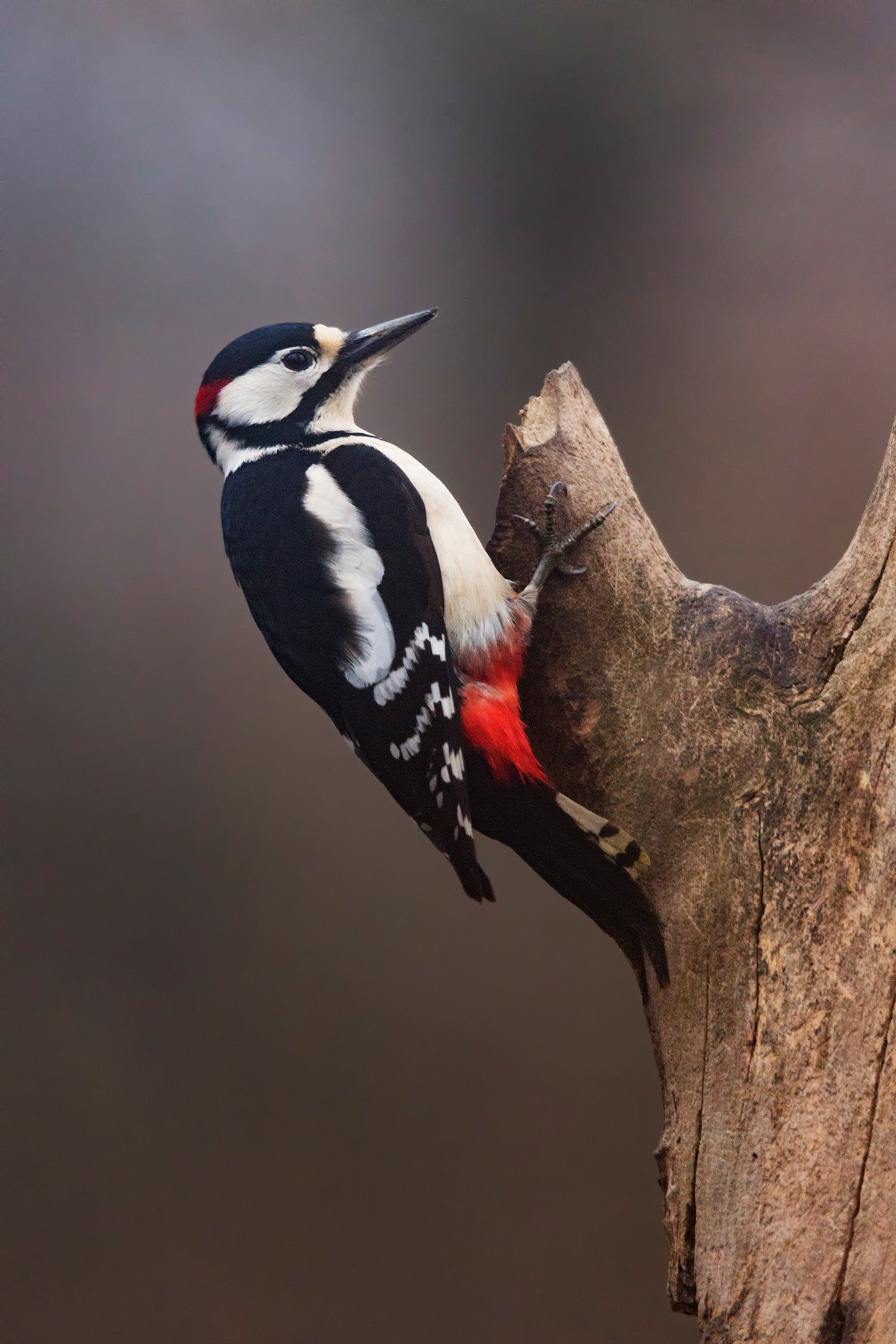 Great Spotted Woodpecker
