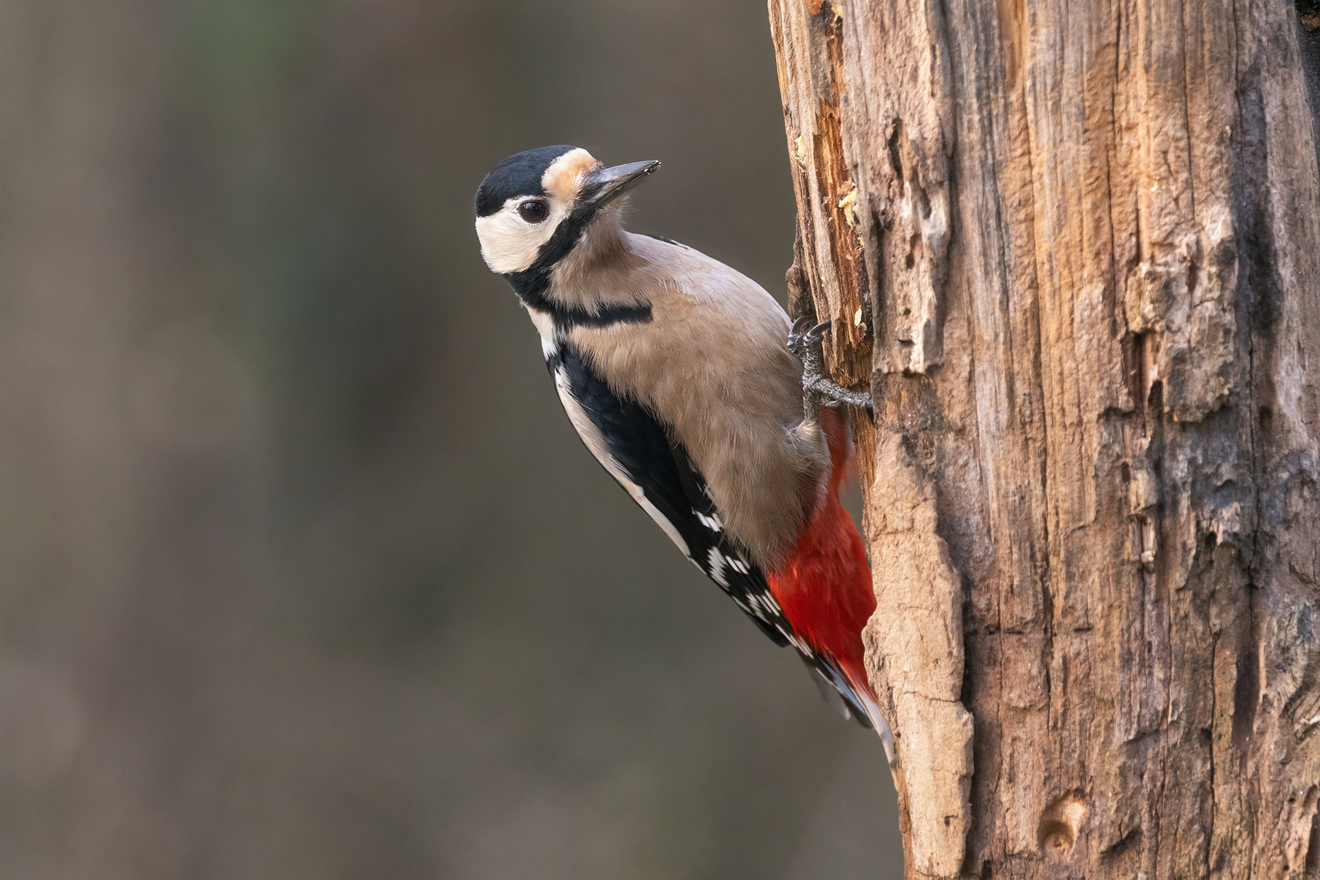 Great Spotted Woodpecker
