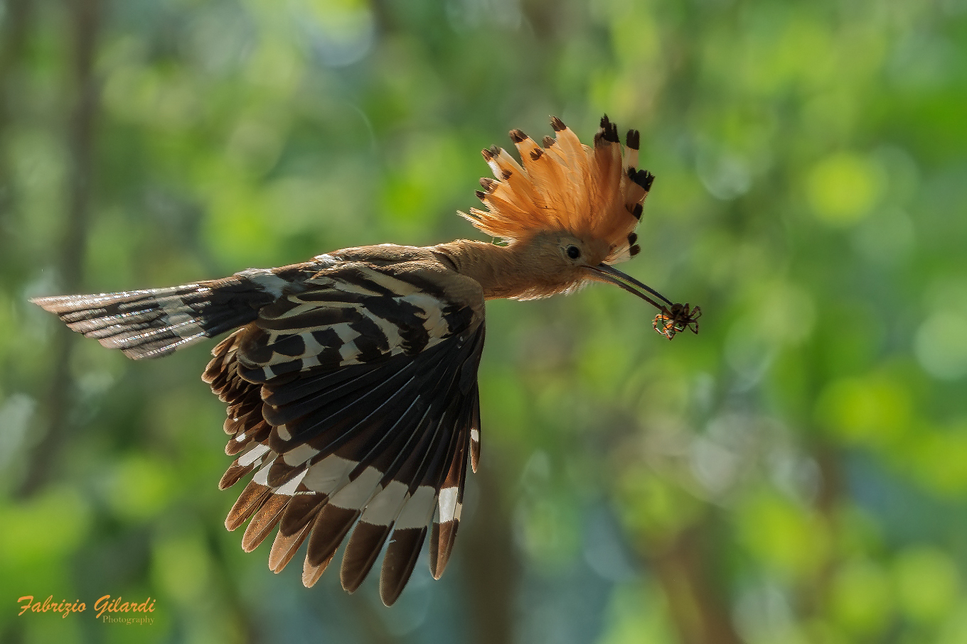 Hoopoe epops (Hoopoe)