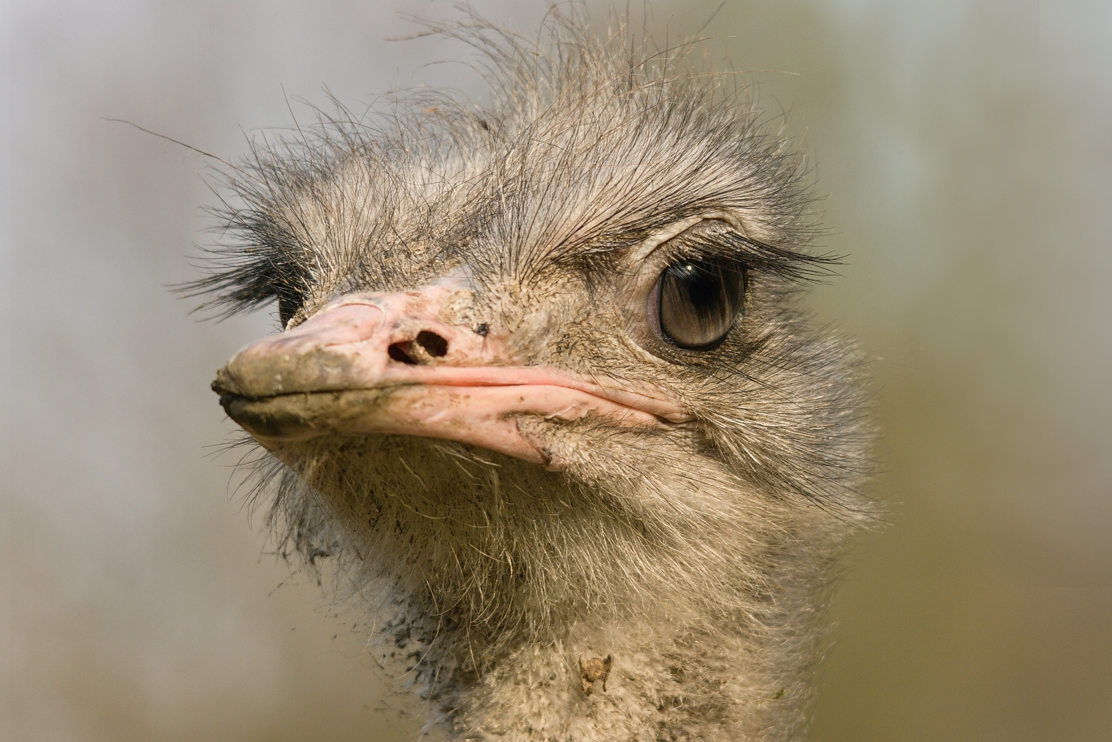 Emu