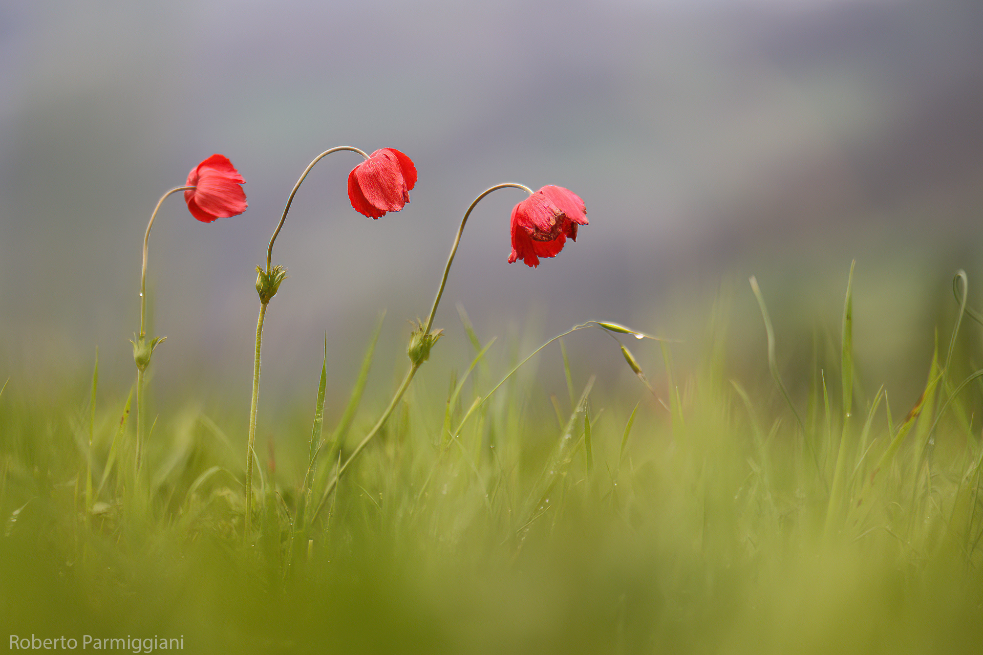 Red anemones