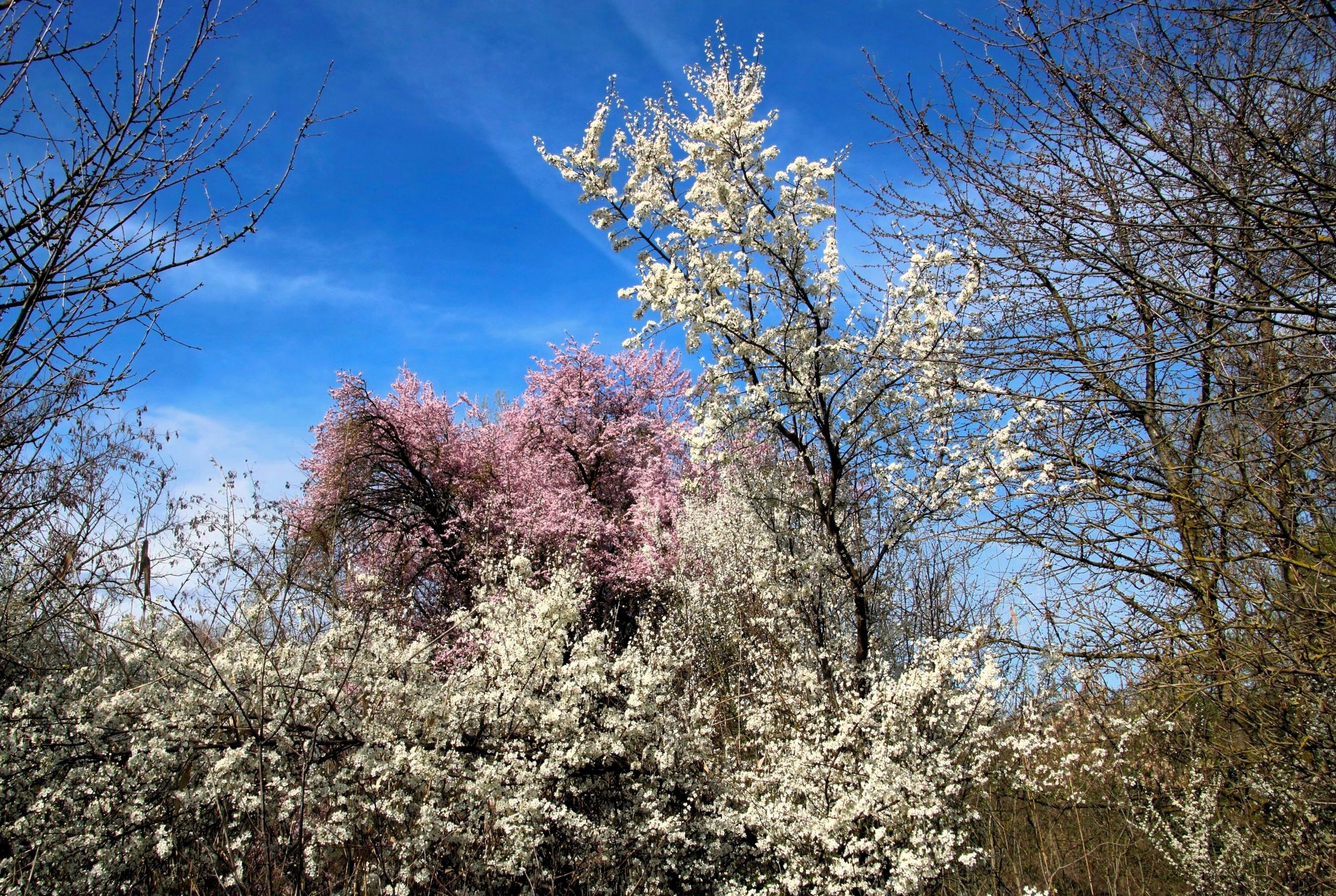 I giardini di marzo si vestono di nuovi colori